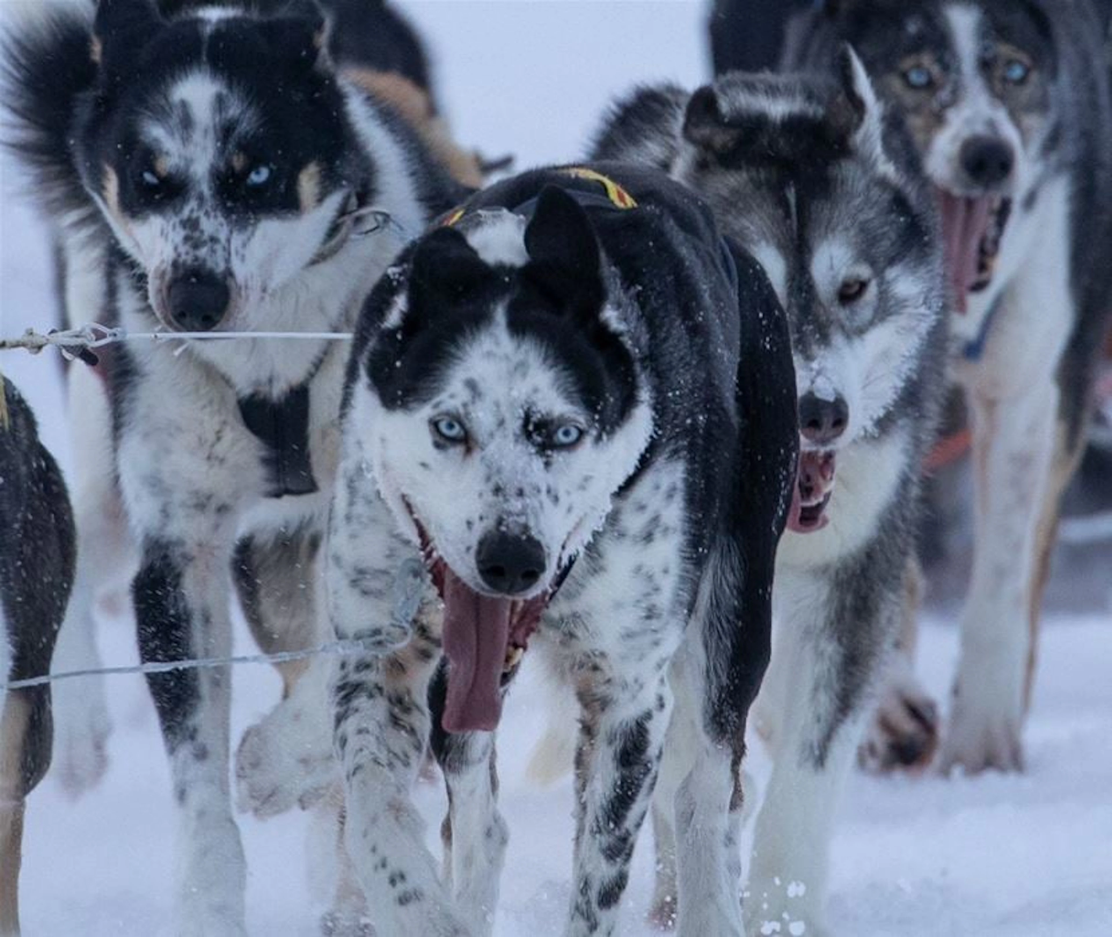 Husky Experience Kirkenes - Abfahrt 15:00