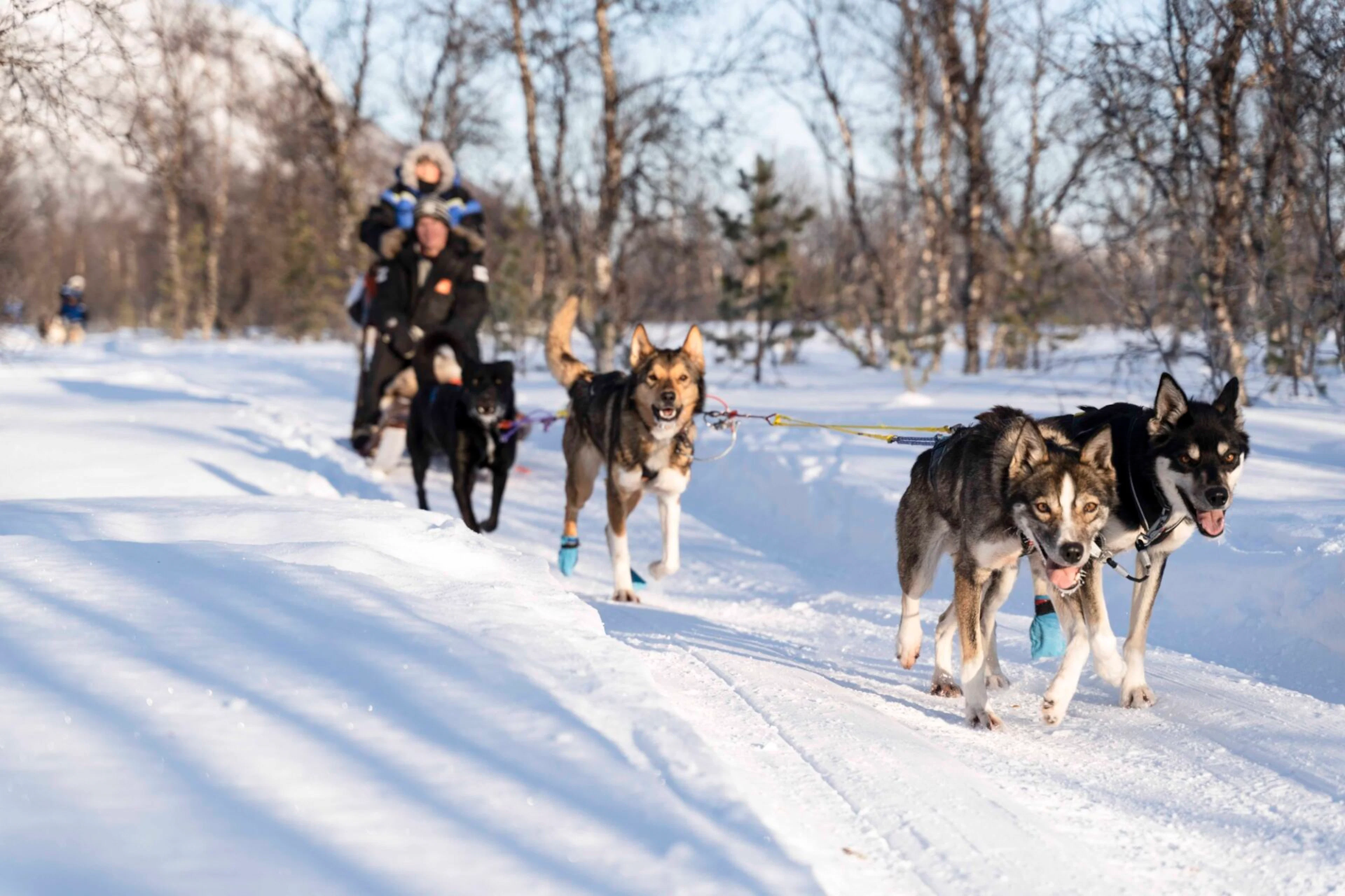 Husky-Erlebnis und Hundeschlittenfahrt - Mittagstour (Tromsø)