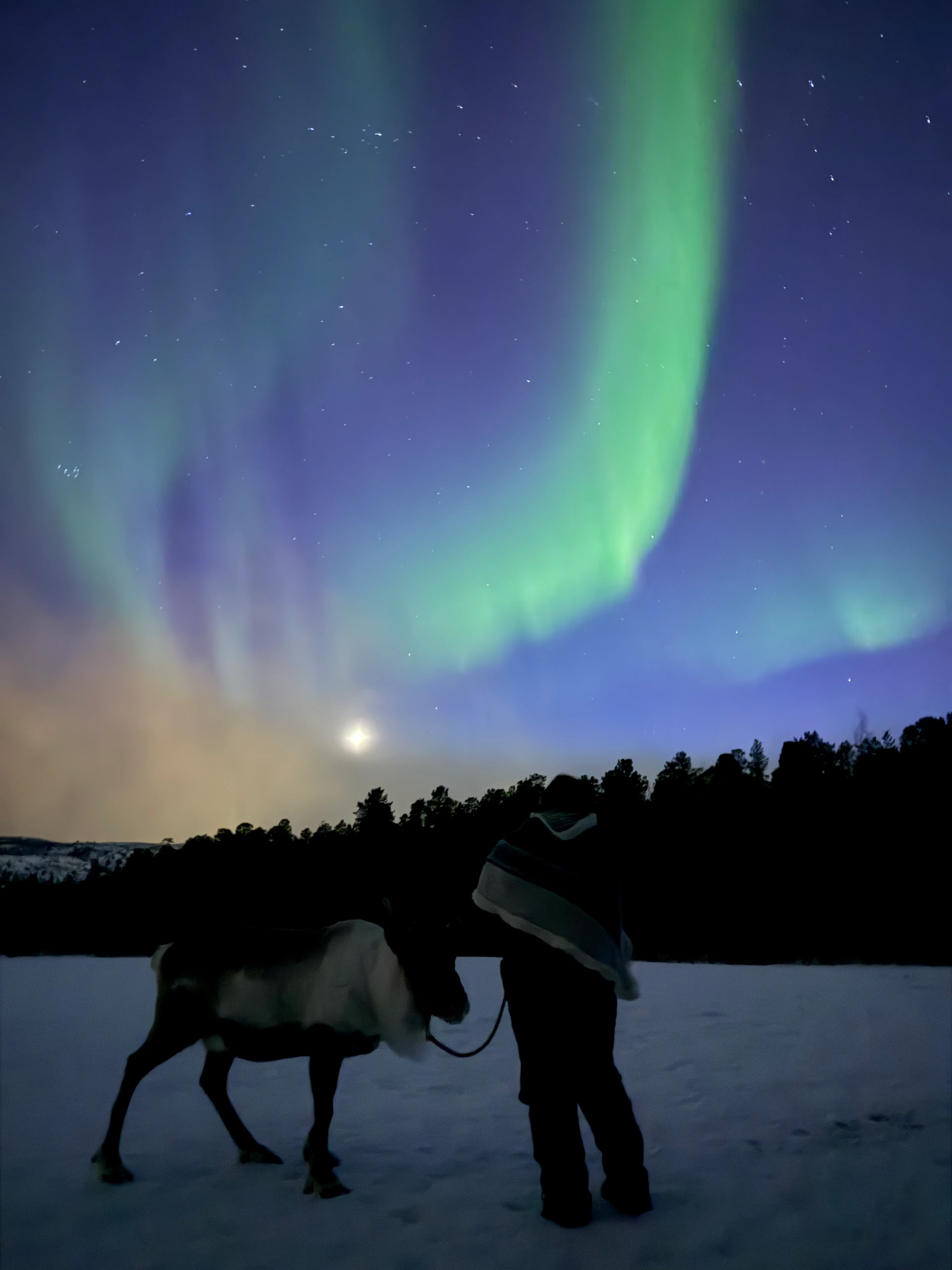 Reindeer Ride under the Arctic Sky Alta