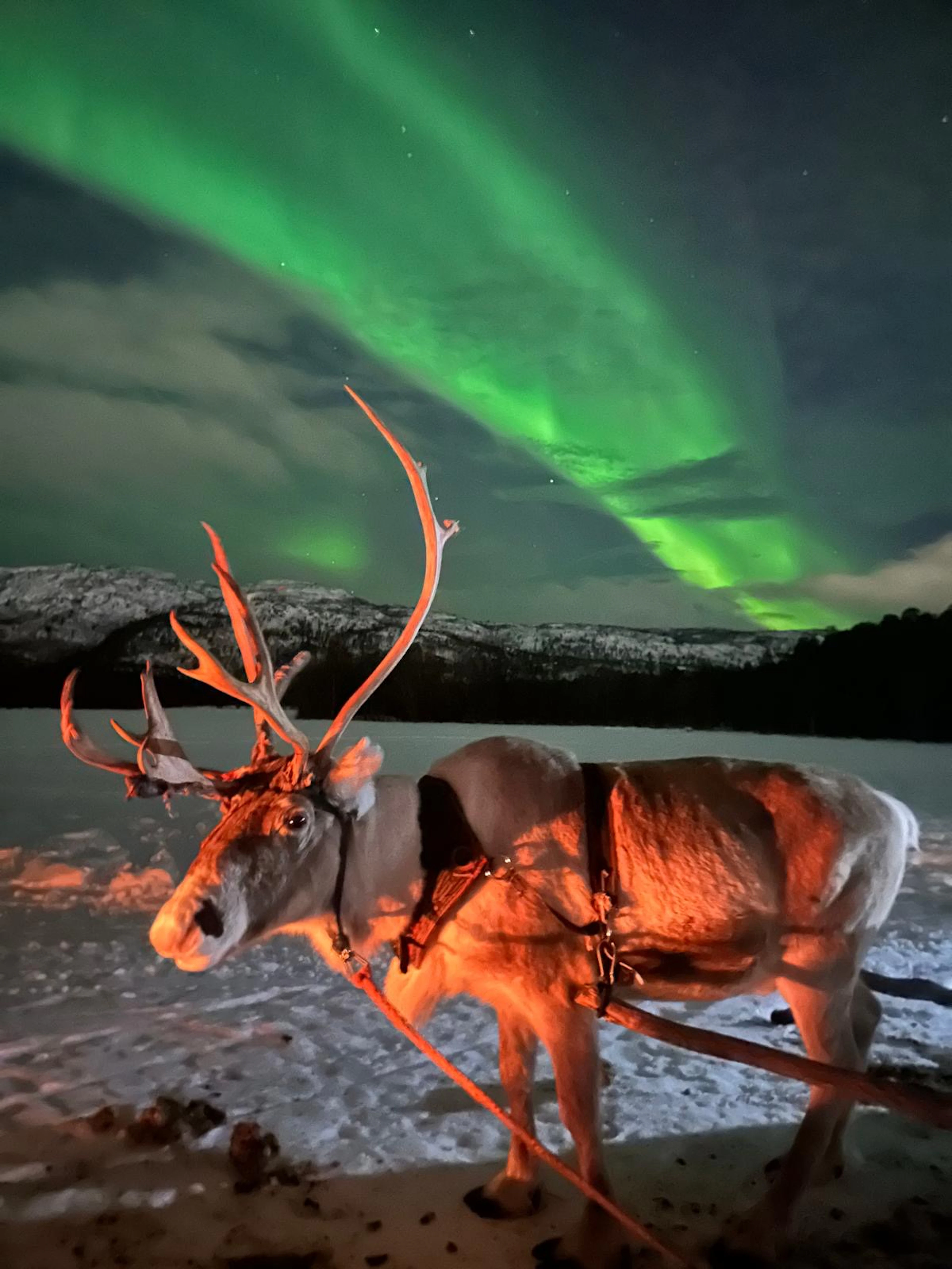 Reindeer Ride under the Arctic Sky Alta