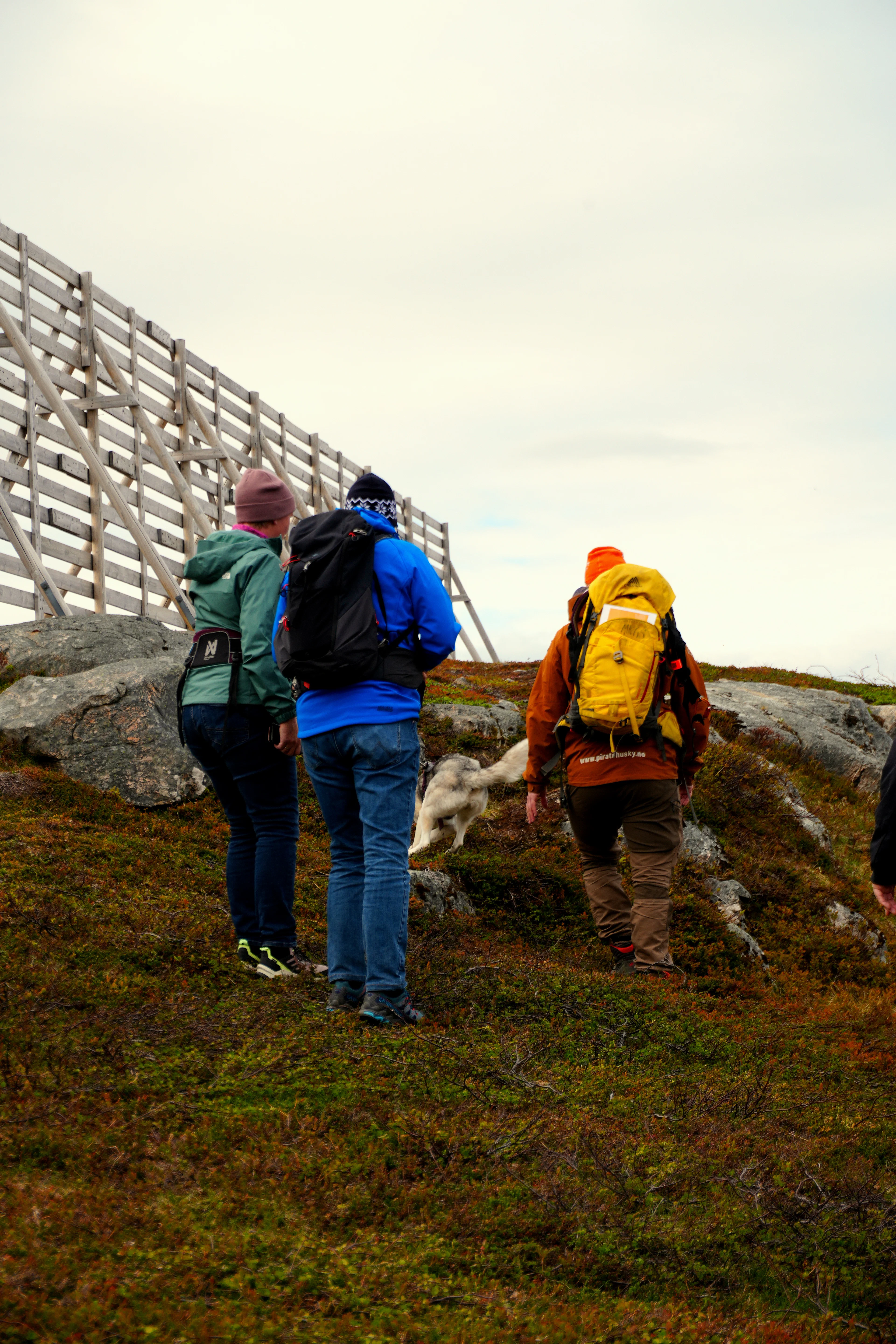 Wandern mit Huskys in Hammerfest