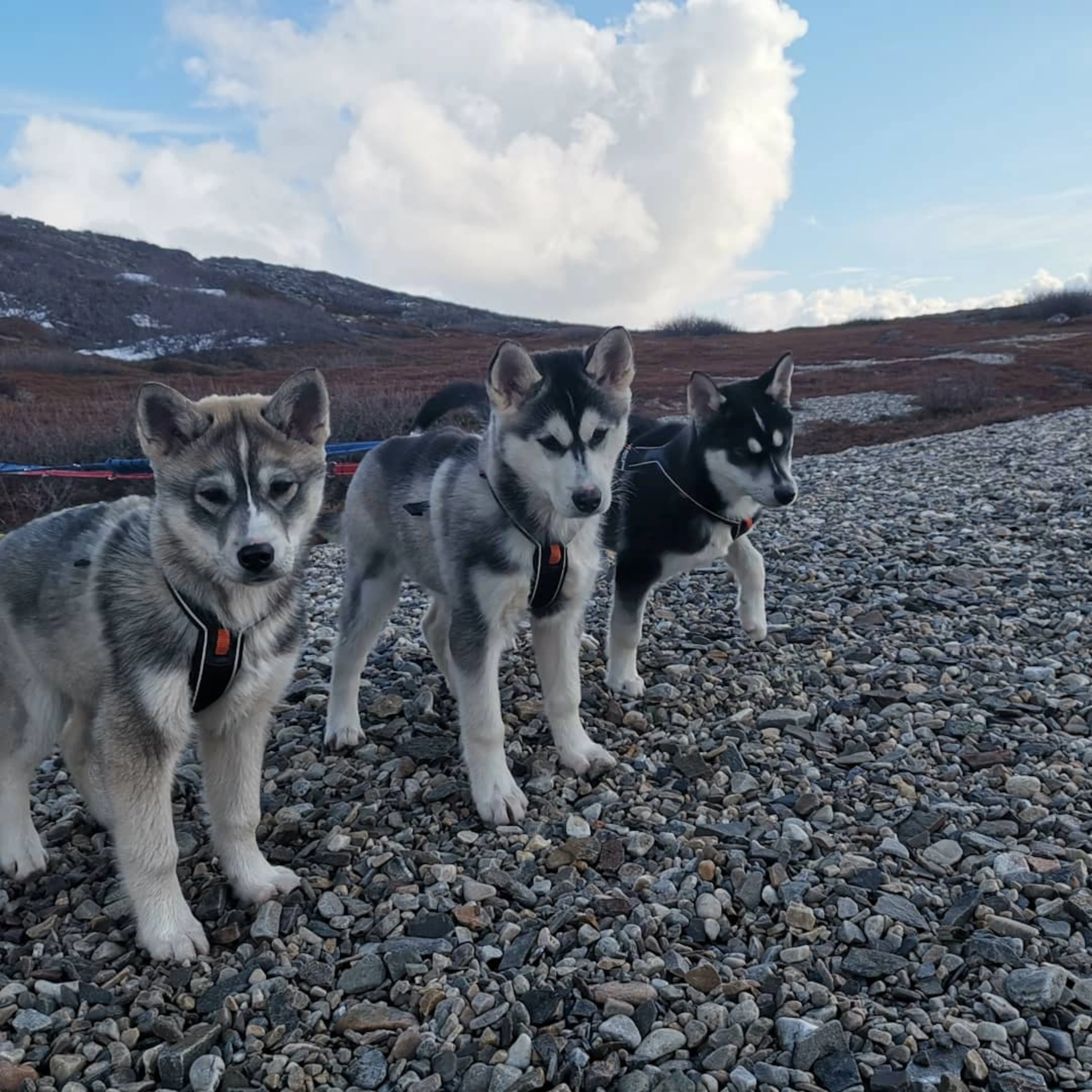 Wandern mit Huskys in der Arktis (Porsanger)