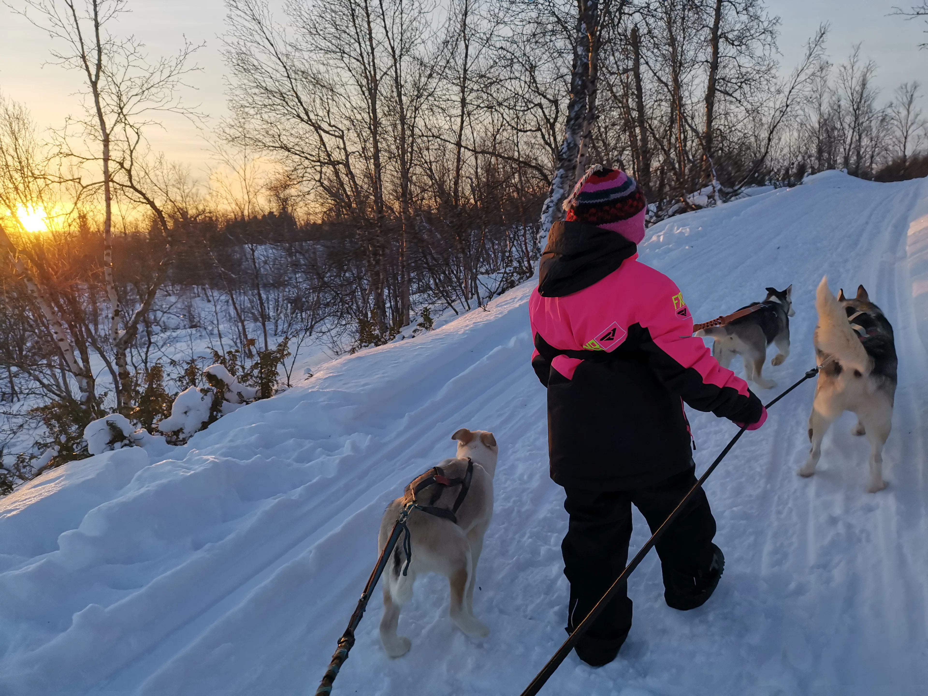 Wandern mit Huskys in der Arktis (Porsanger)