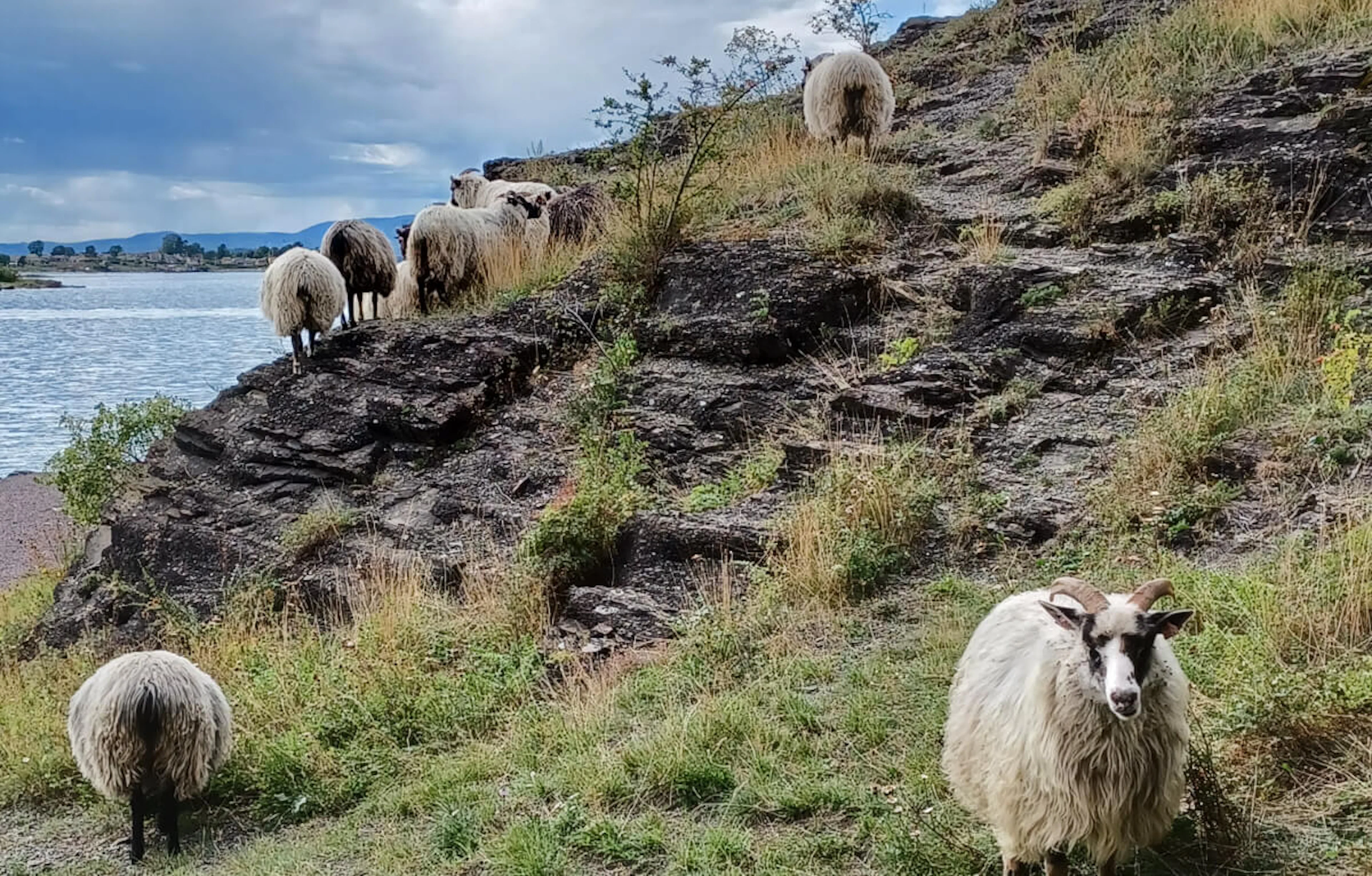 Öffentliche Naturwanderungen: Inselhüpfen in Oslo