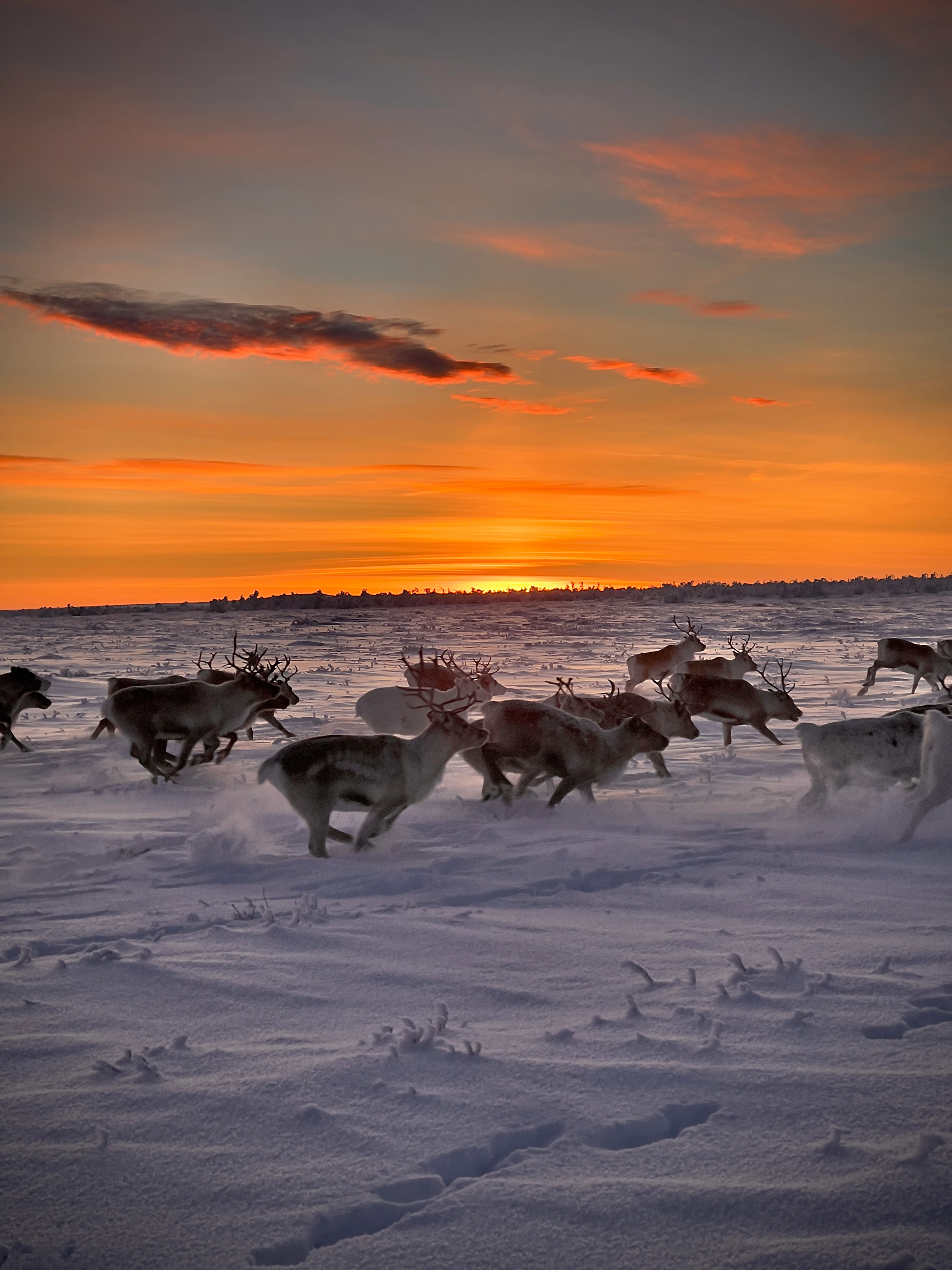 Slow Life - Winterliches Leben mit dem indigenen Volk der Sámi