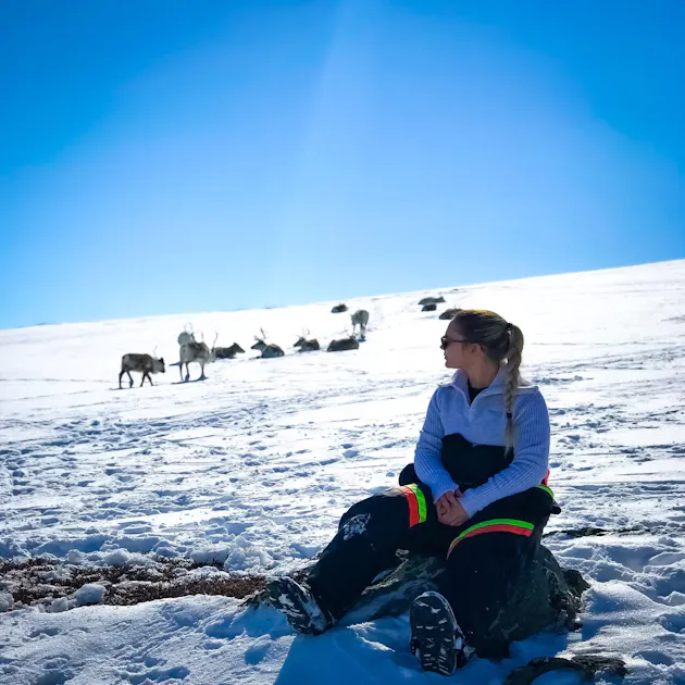 Spring Reindeer Calving Experience