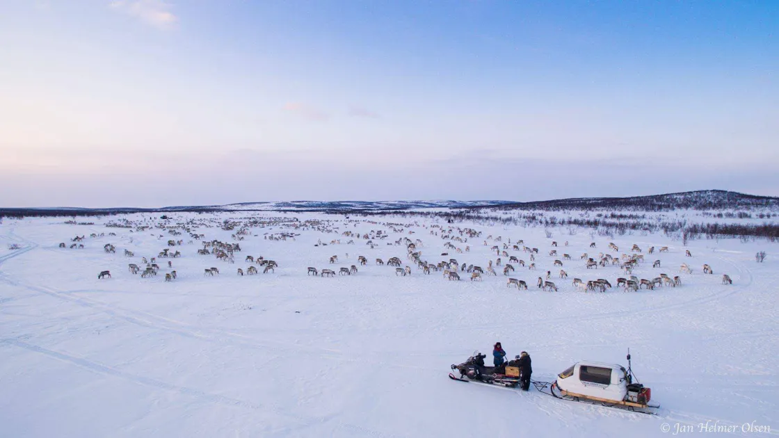 Spring Reindeer Migration – Join the Herd