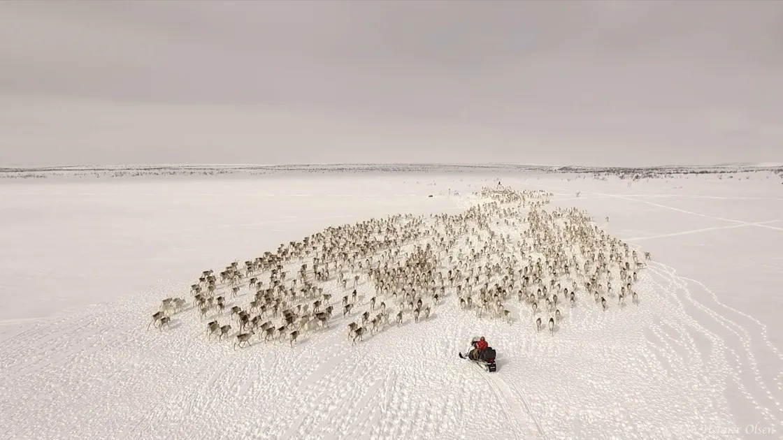 Spring Reindeer Migration – Join the Herd