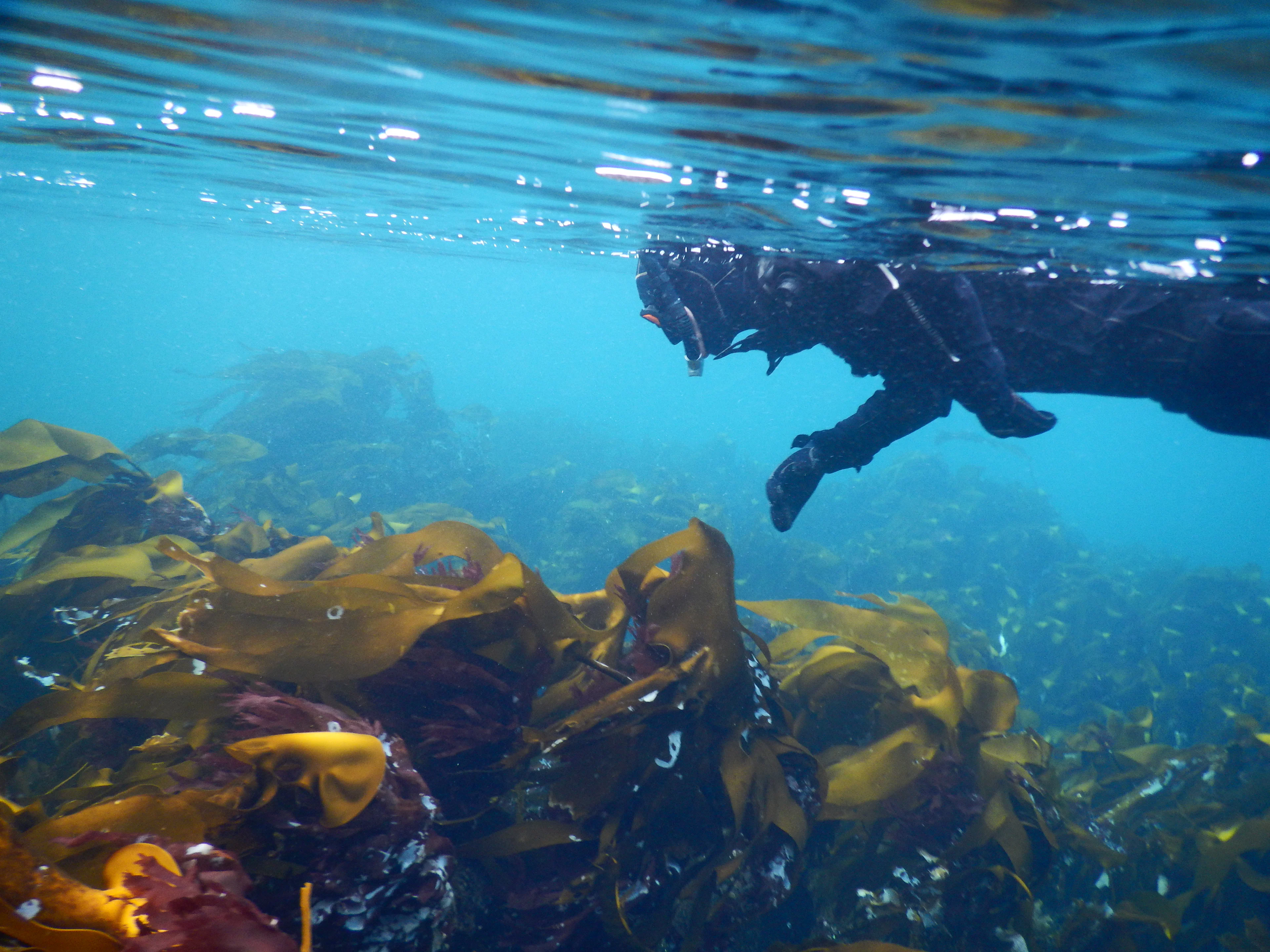 Schnorcheln in Saltstraumen