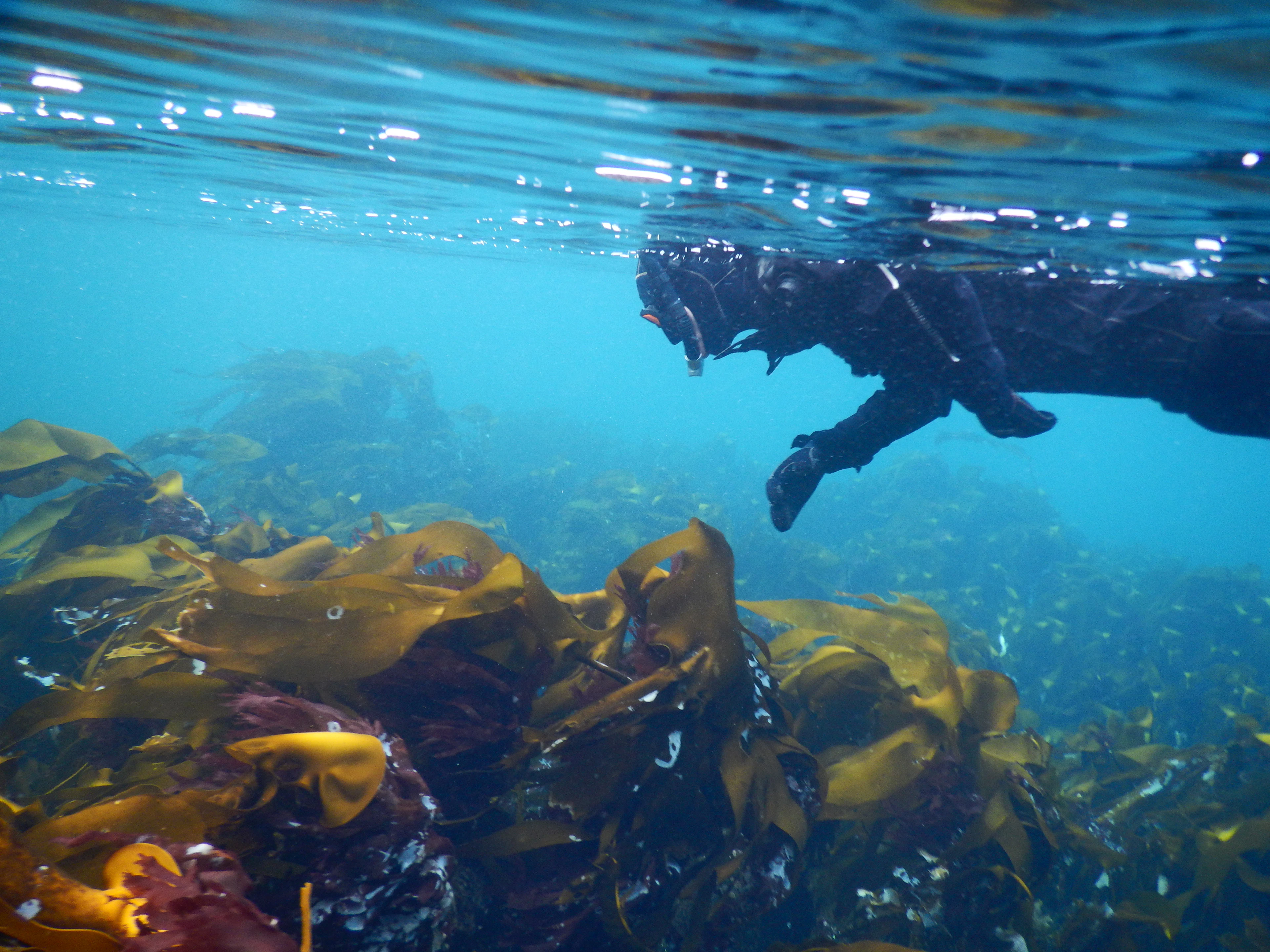 Schnorcheln in Saltstraumen