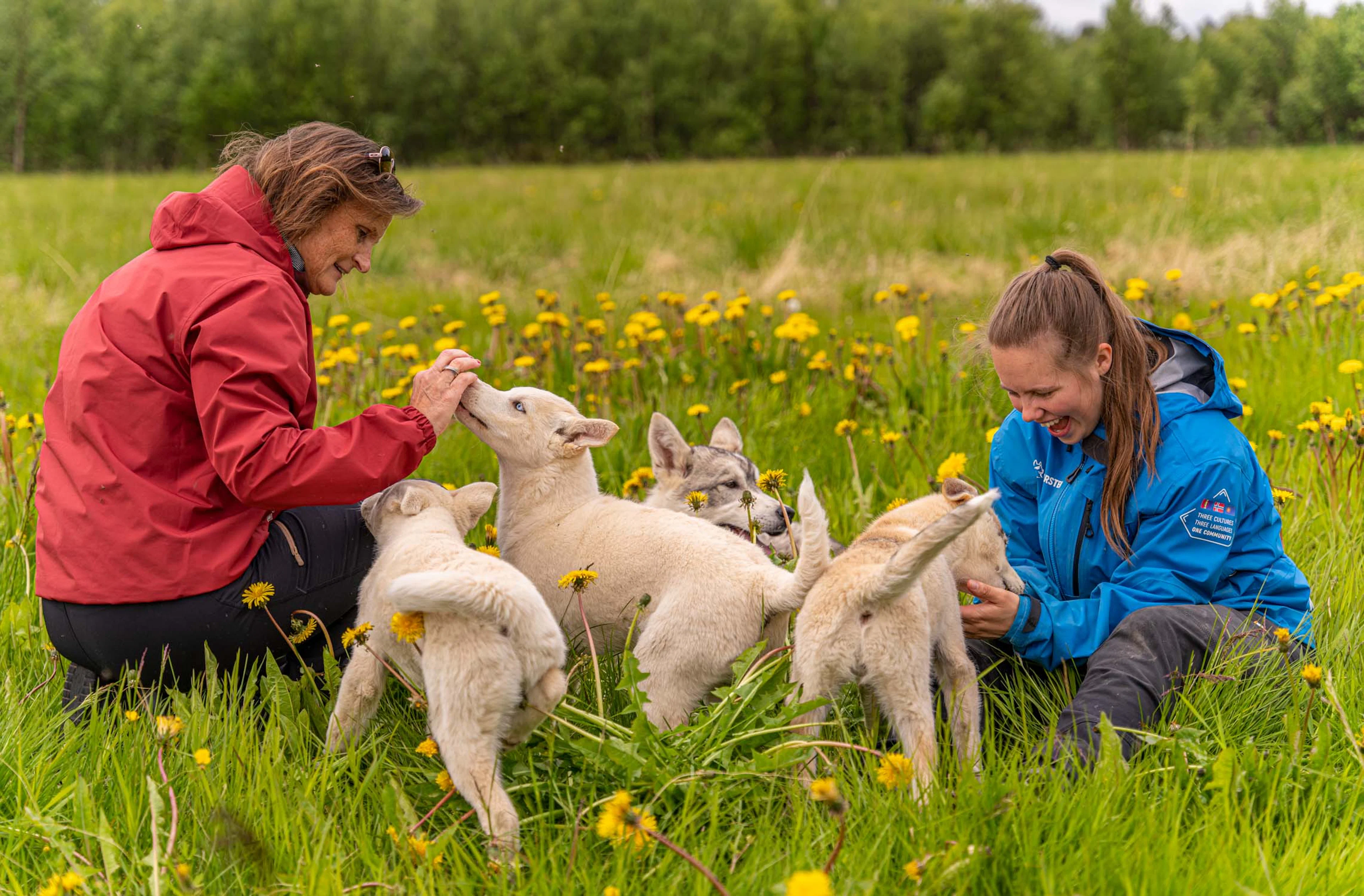 Lernen Sie die Huskies (Børselv) kennen