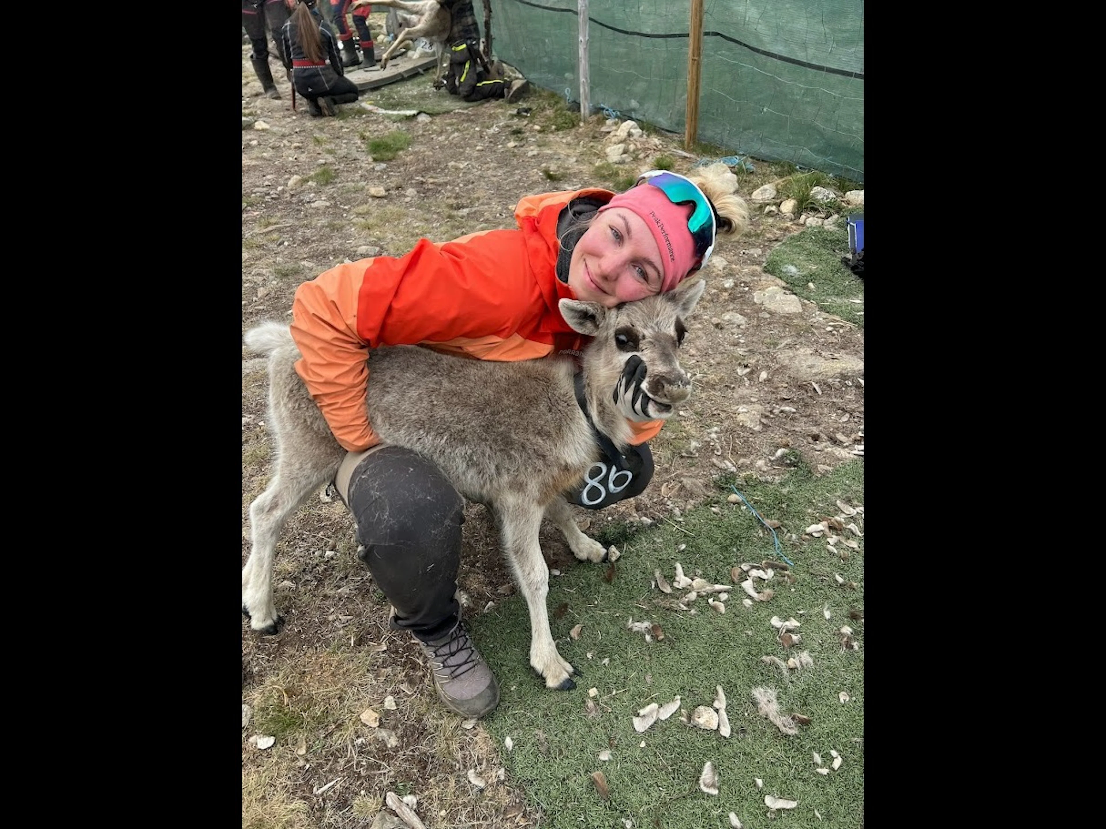 Sámi Rentierkälber Markierungserlebnis in Alta - 2 bis 4 Tage