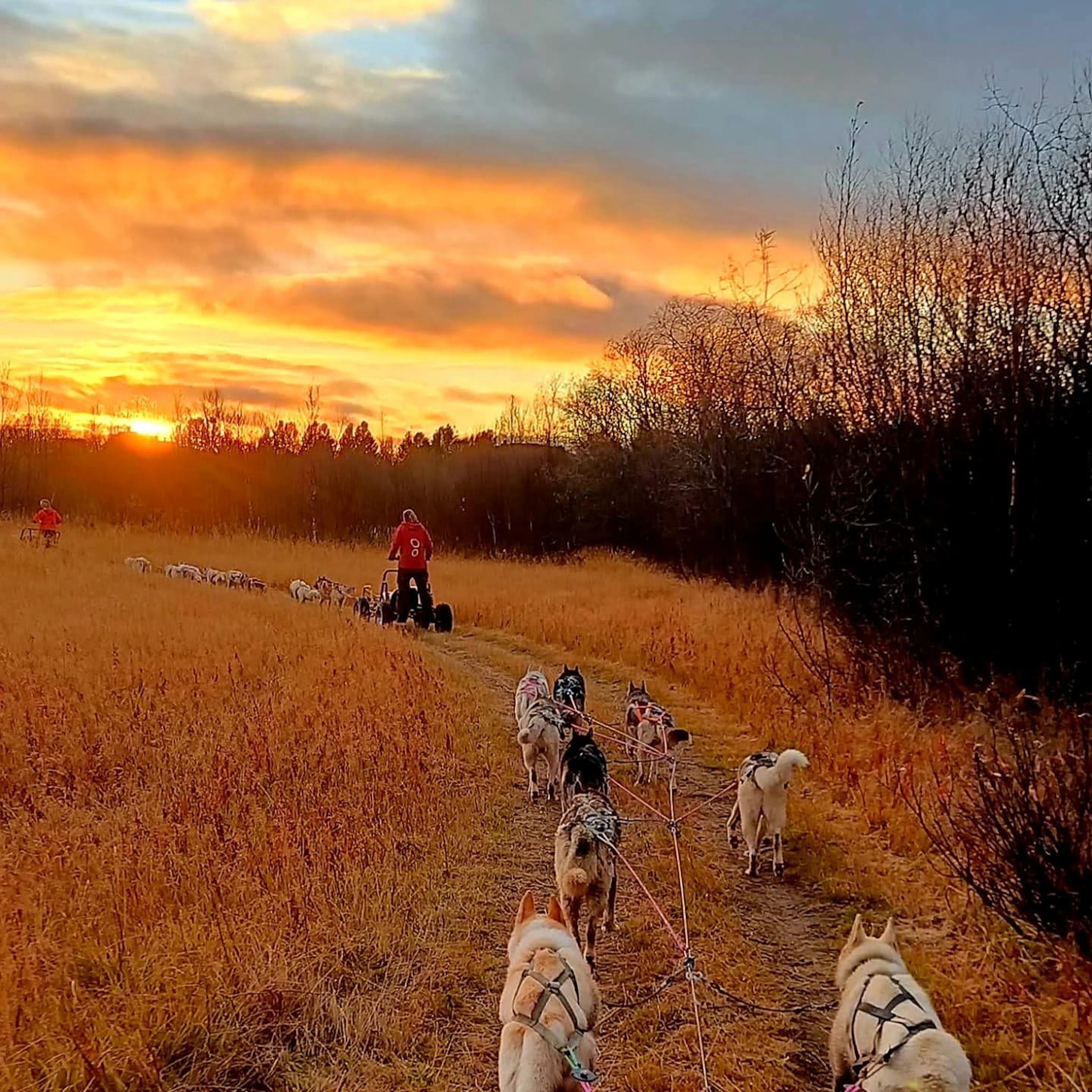 Werden Sie Musher: Husky-Hundetraining & Lodge-Übernachtung