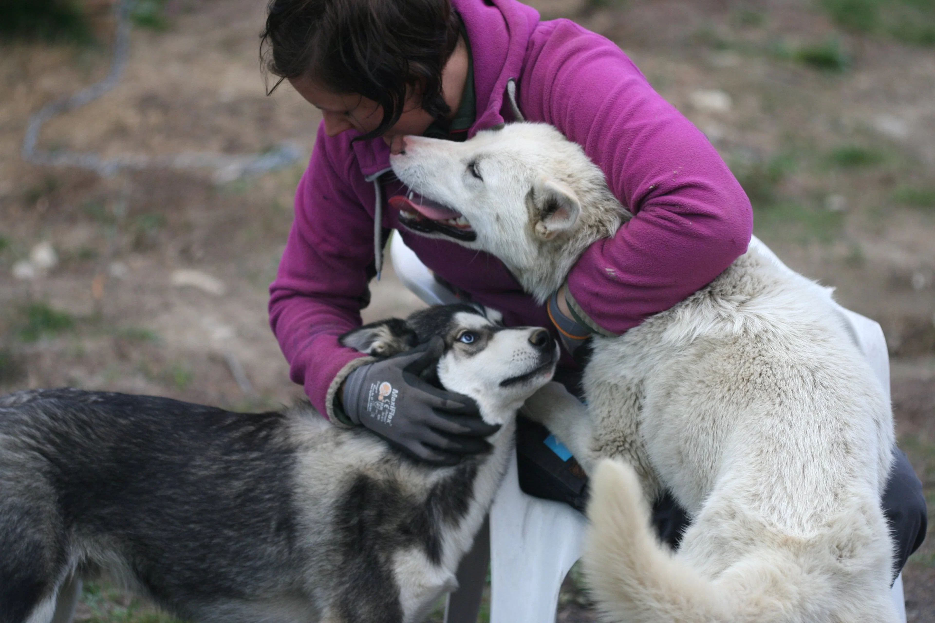 Werden Sie Musher: Husky-Hundetraining & Lodge-Übernachtung
