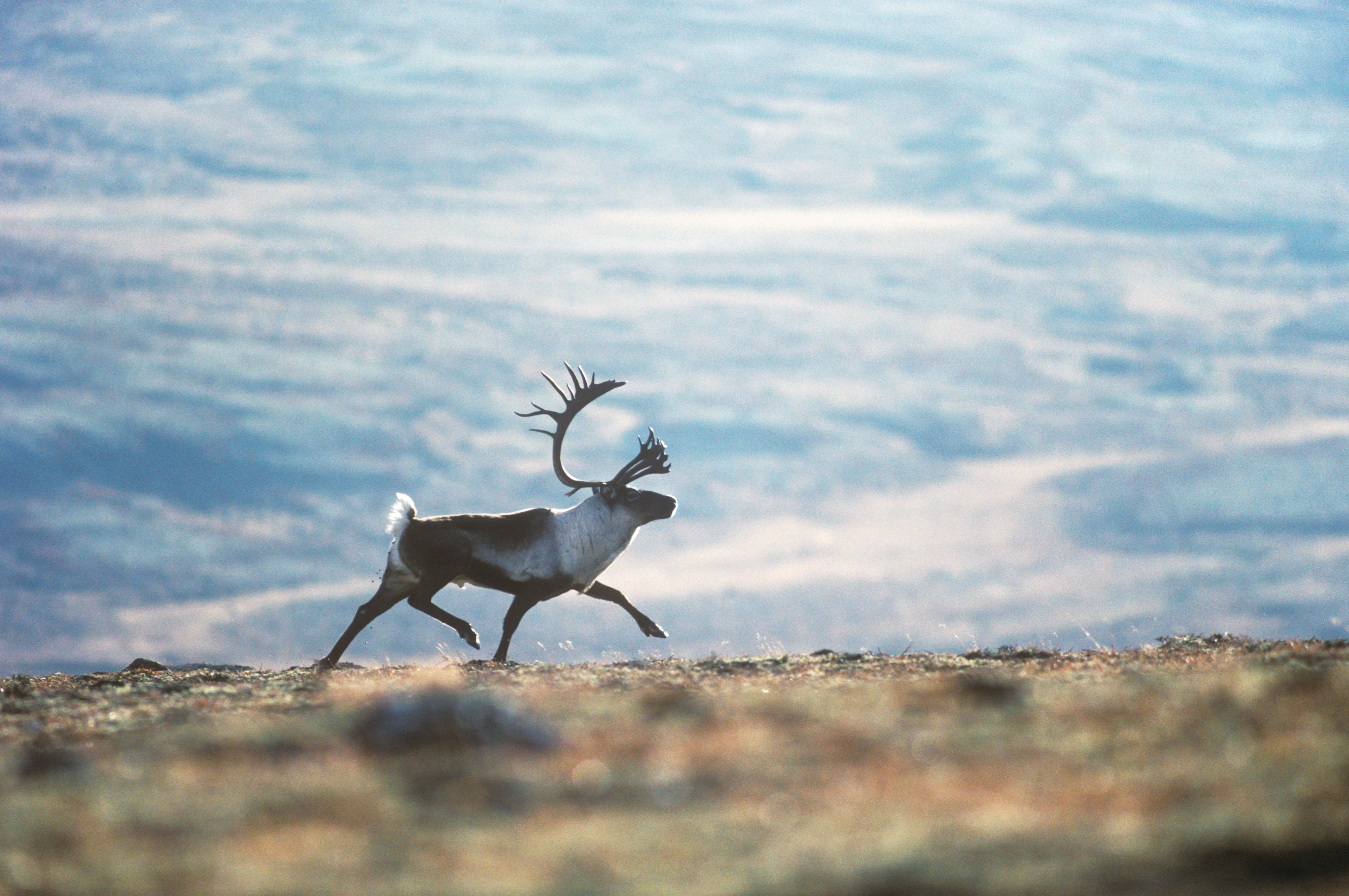 Besucherzentrum des Hardangervidda-Nationalparks