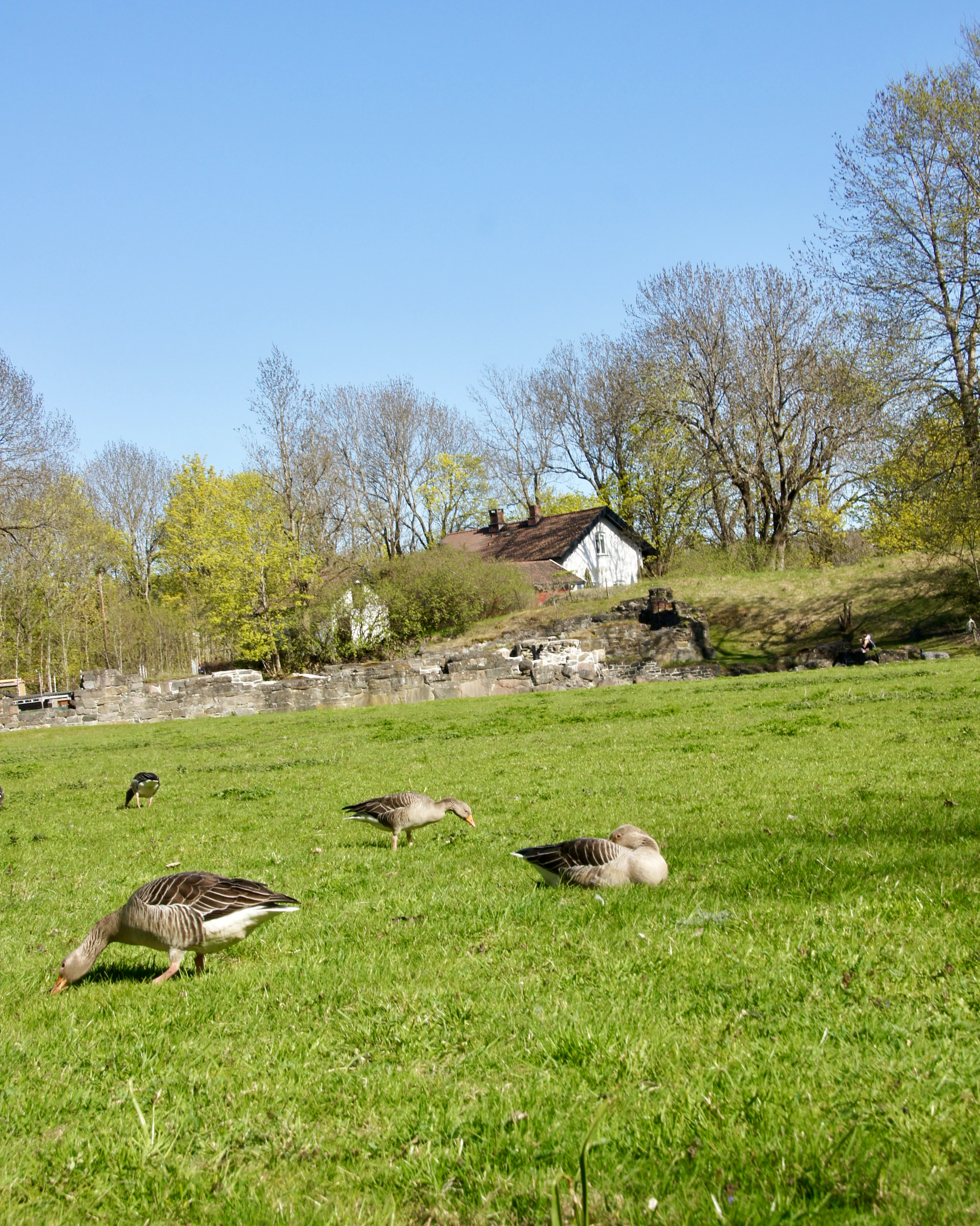 Inselhopping im Oslofjord – Hovedøya + Gressholmen