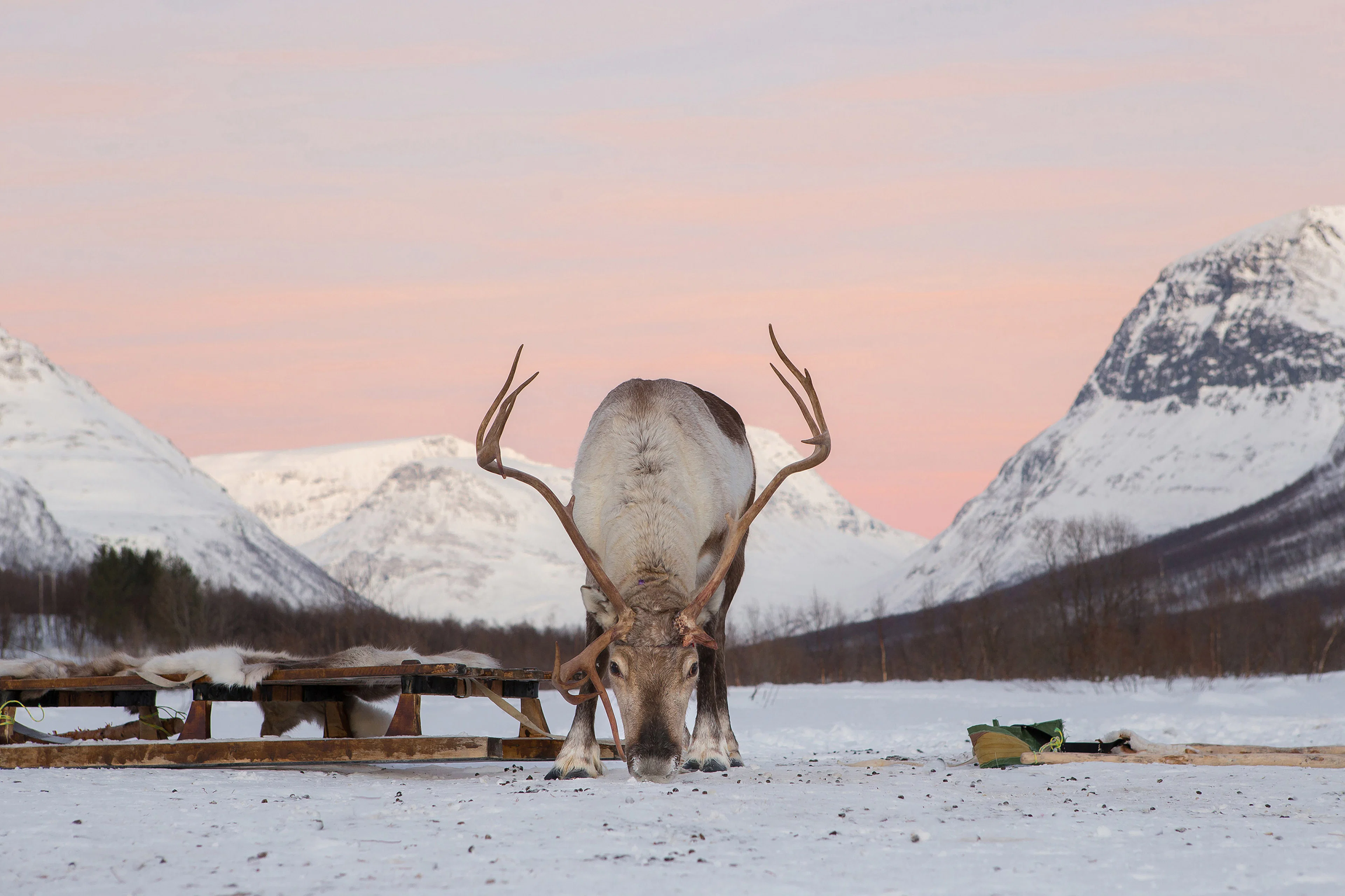 Arktische Kombi: Hundeschlittenfahrt, Schneemobilfahren und Rentierbesuch ab Tromsø