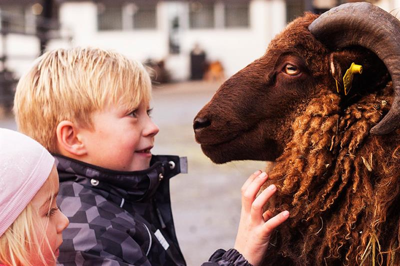 Barn med en vær.