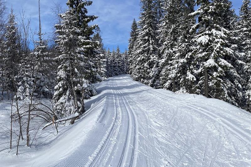 Cross-country ski trails in the forest