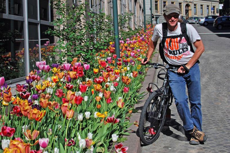 En mann med sykkel om sommeren. Et langt blomsterbed fylt med tulipaner på venstre side av bildet.