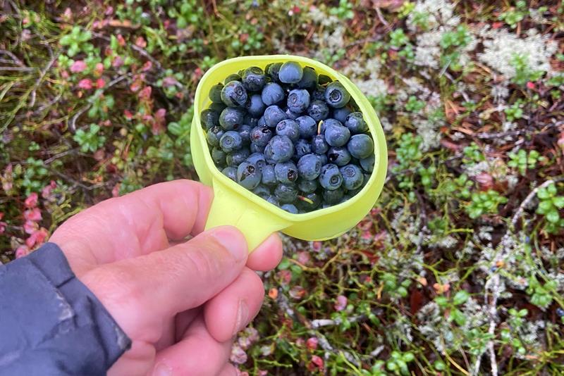 En hånd holder en kopp fylt med nyplukkede blåbær i skogen.