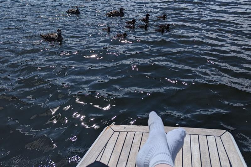 Utforsking av dyrelivet