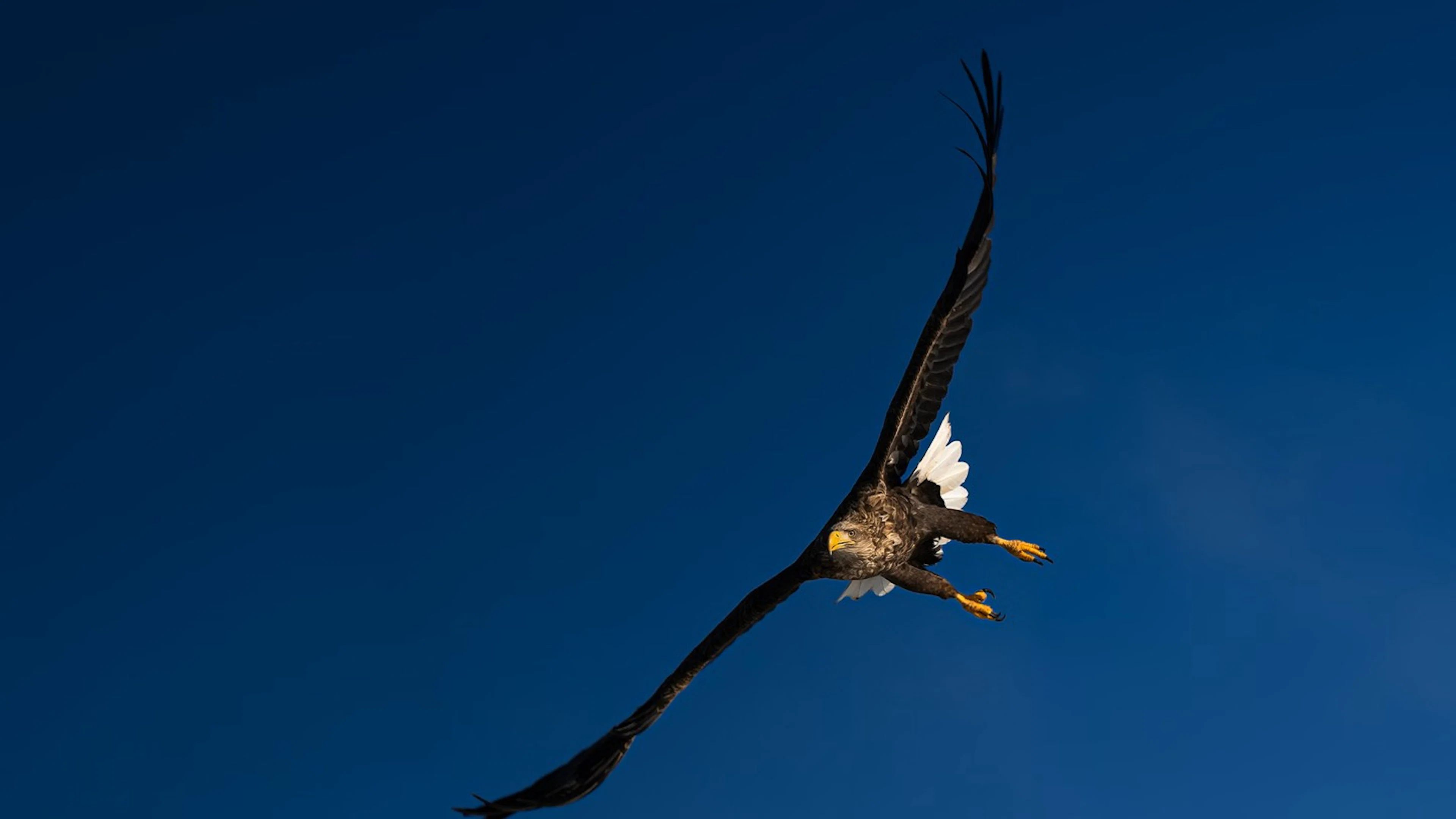 Seeadler-Safari in Meløy