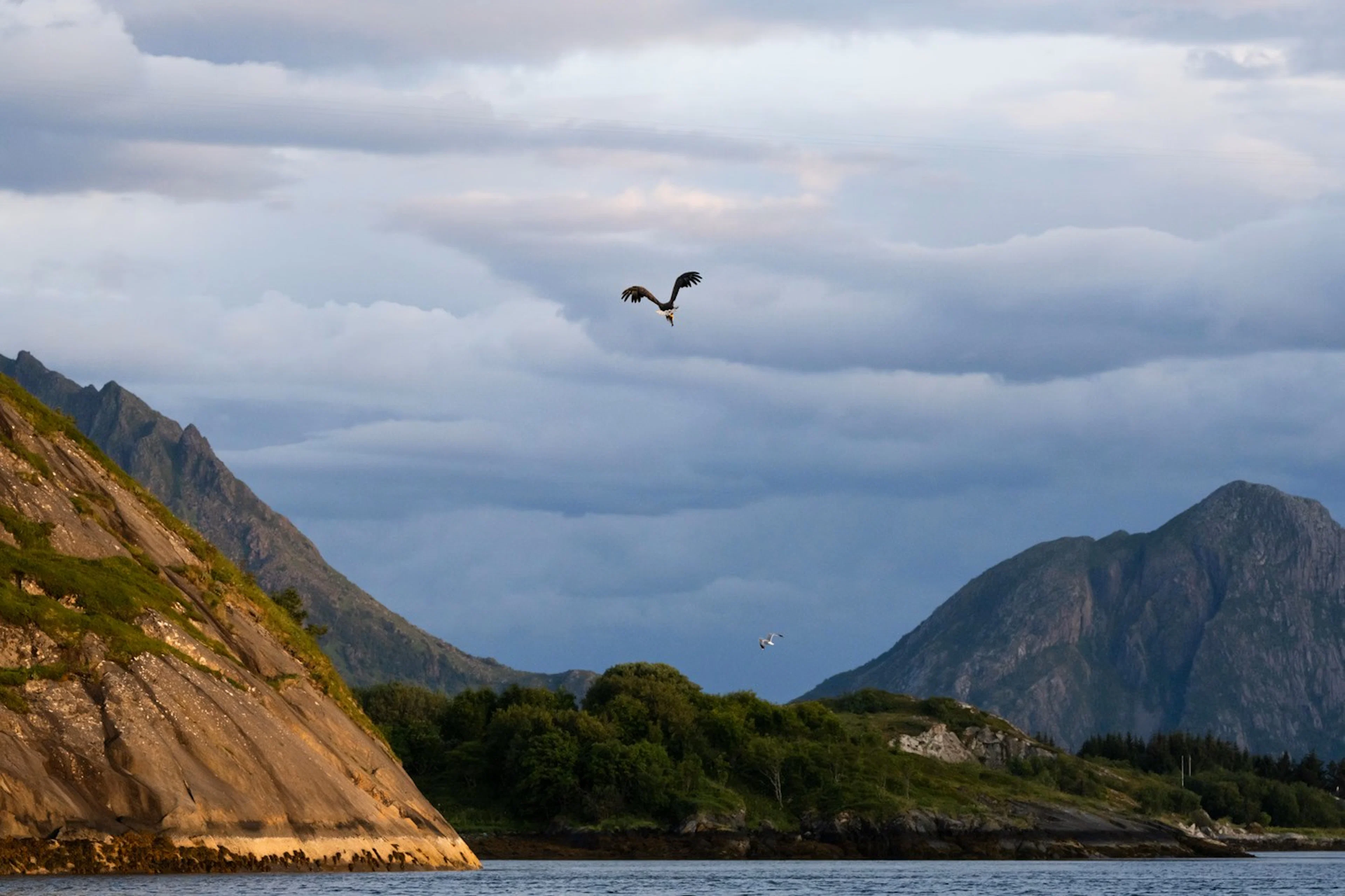 Seeadler-Safari in Meløy