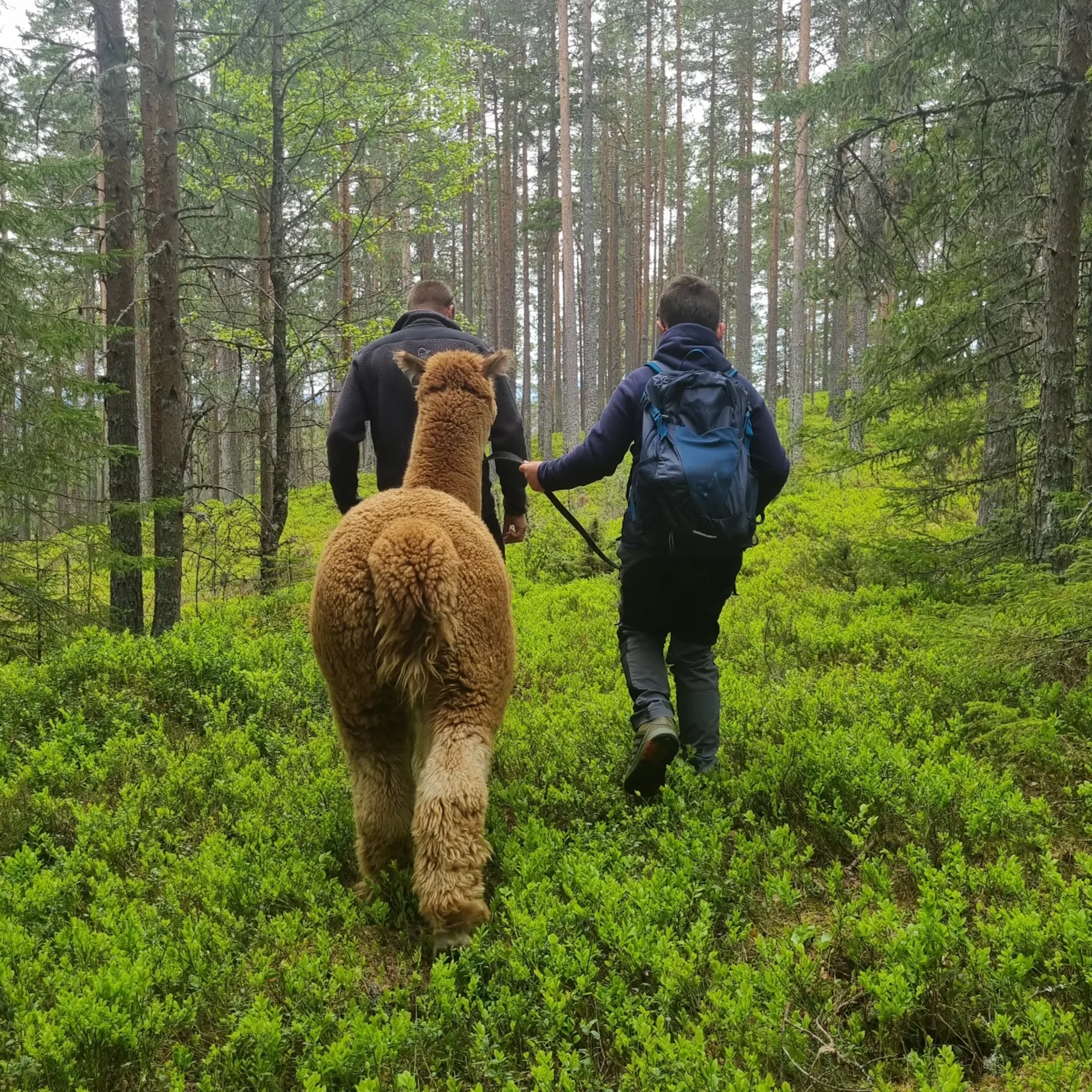 Alpaka-/Ziegenwanderung