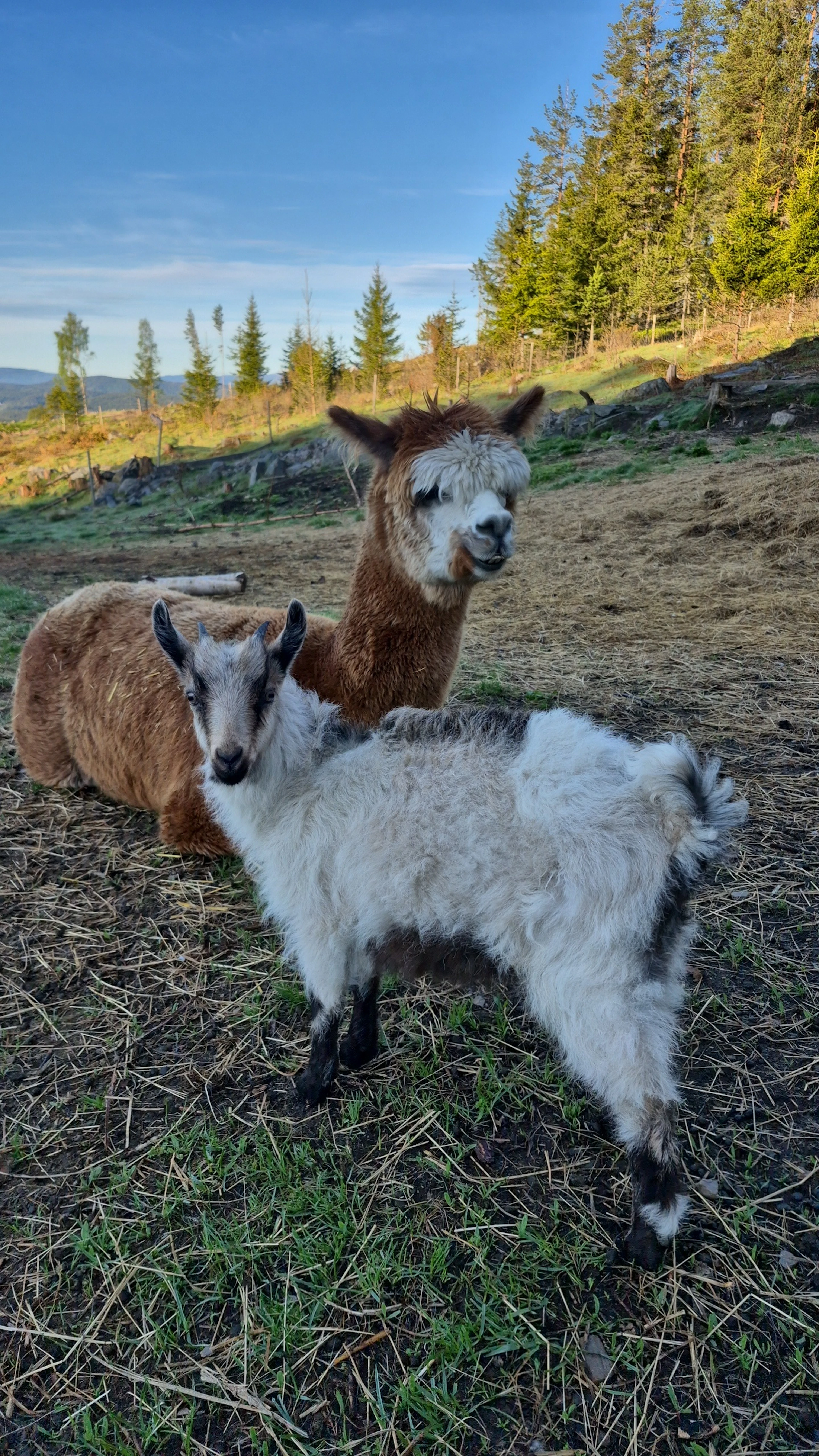 Hofbesuch