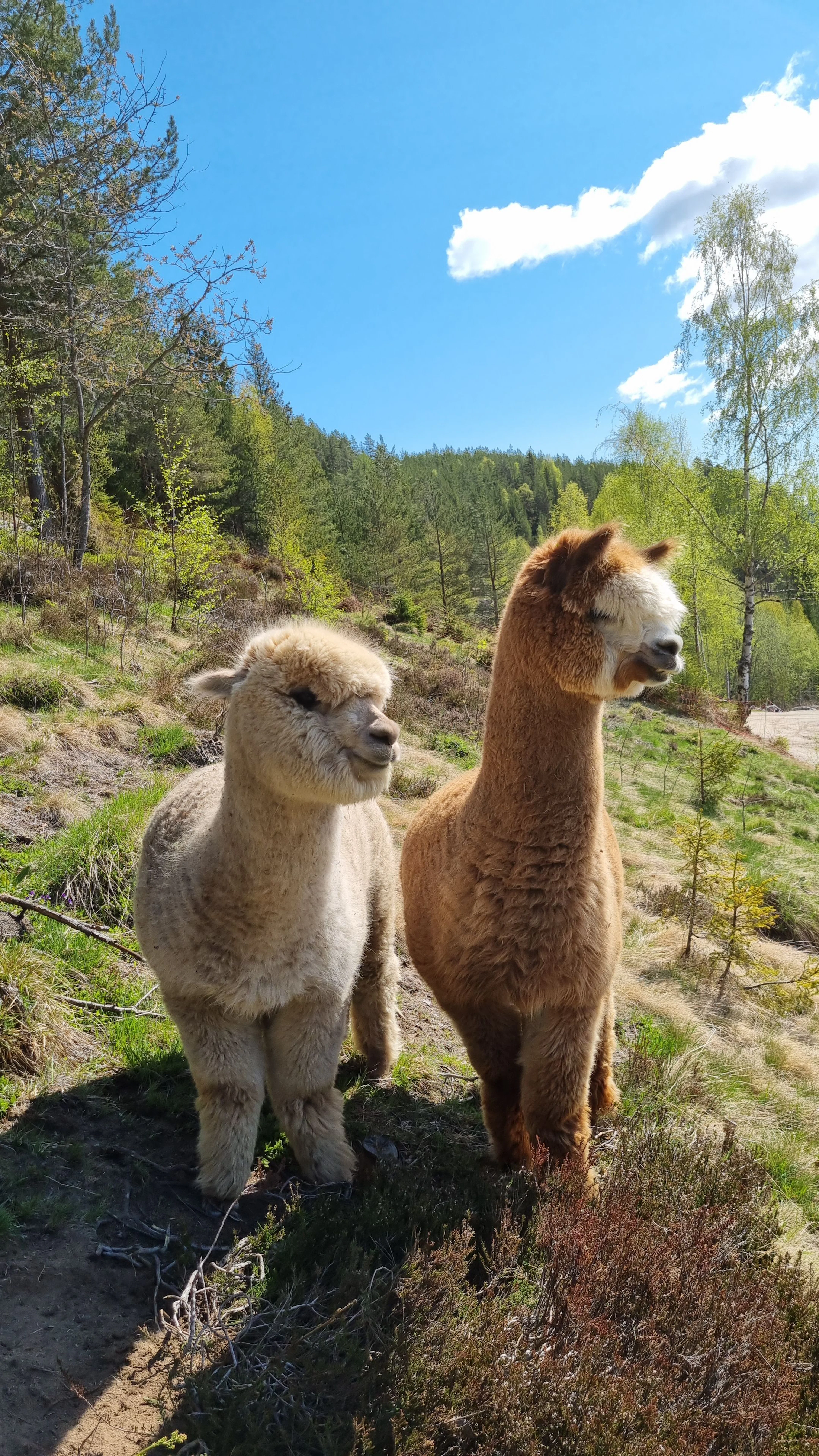 Hofbesuch