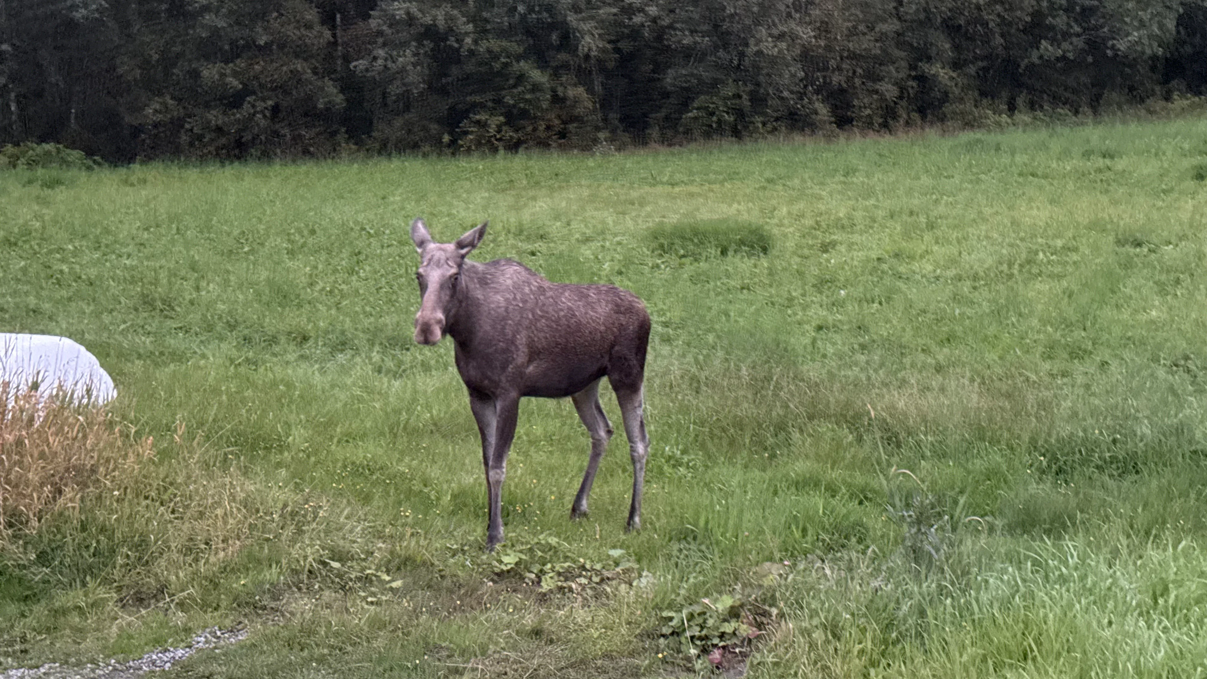 Landschaft & Elch-Safari – Begegnen Sie dem König des Waldes
