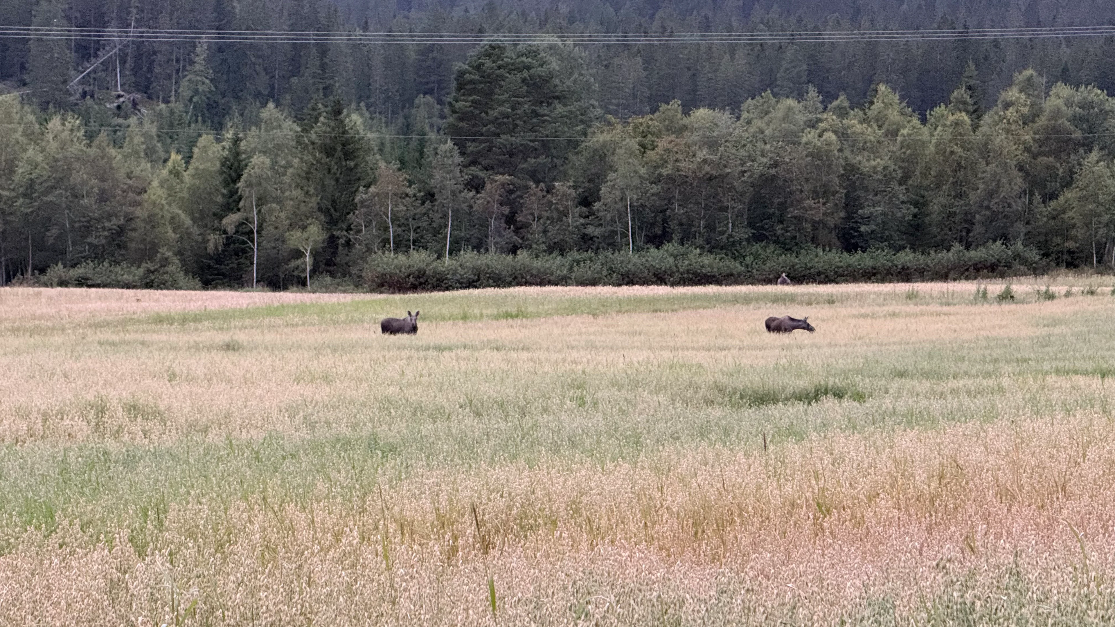 Landschaft & Elch-Safari – Begegnen Sie dem König des Waldes