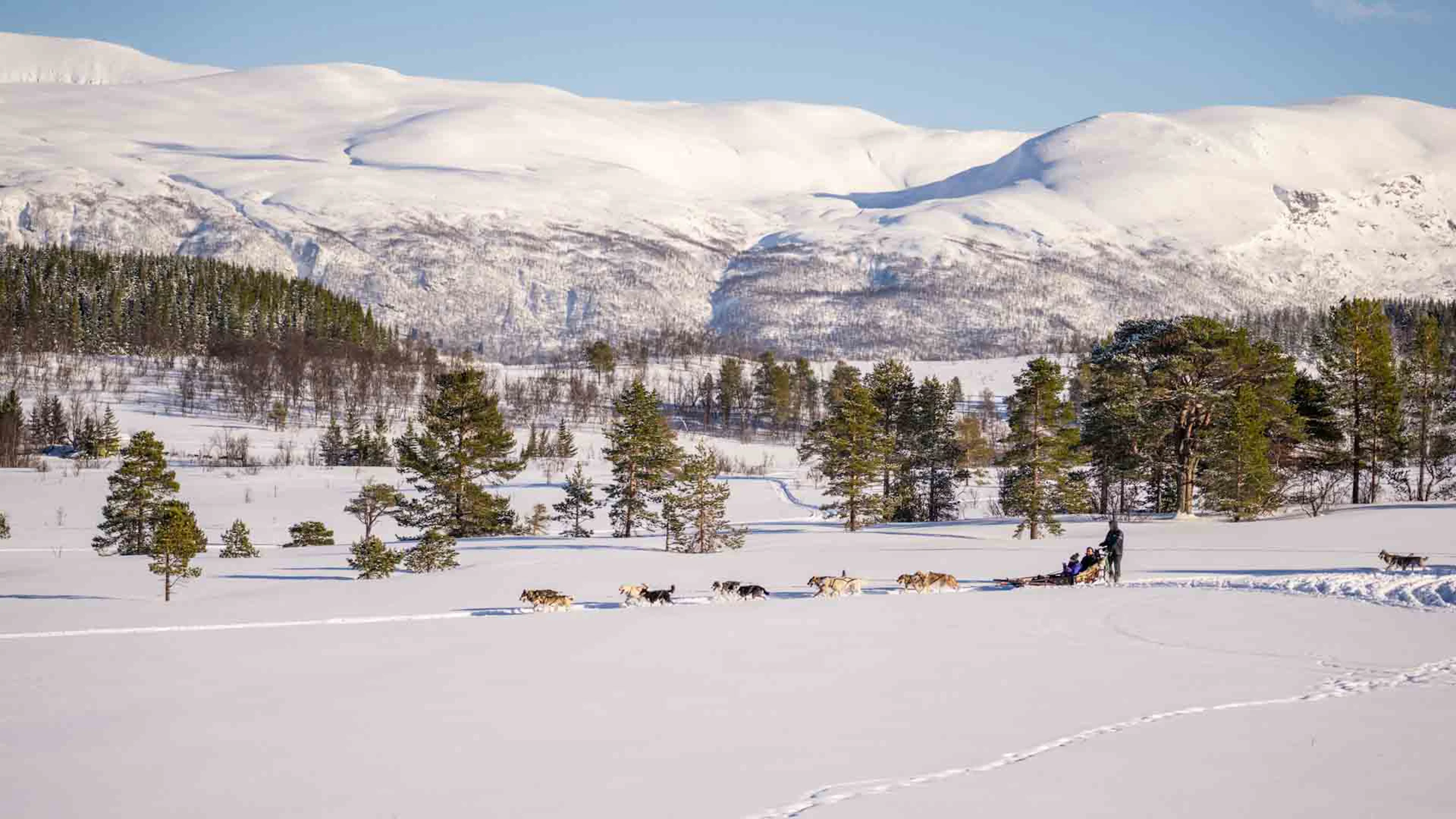 Hundeschlittenfahrt mit dem Tromsø Villmarkssenter in Tromsø