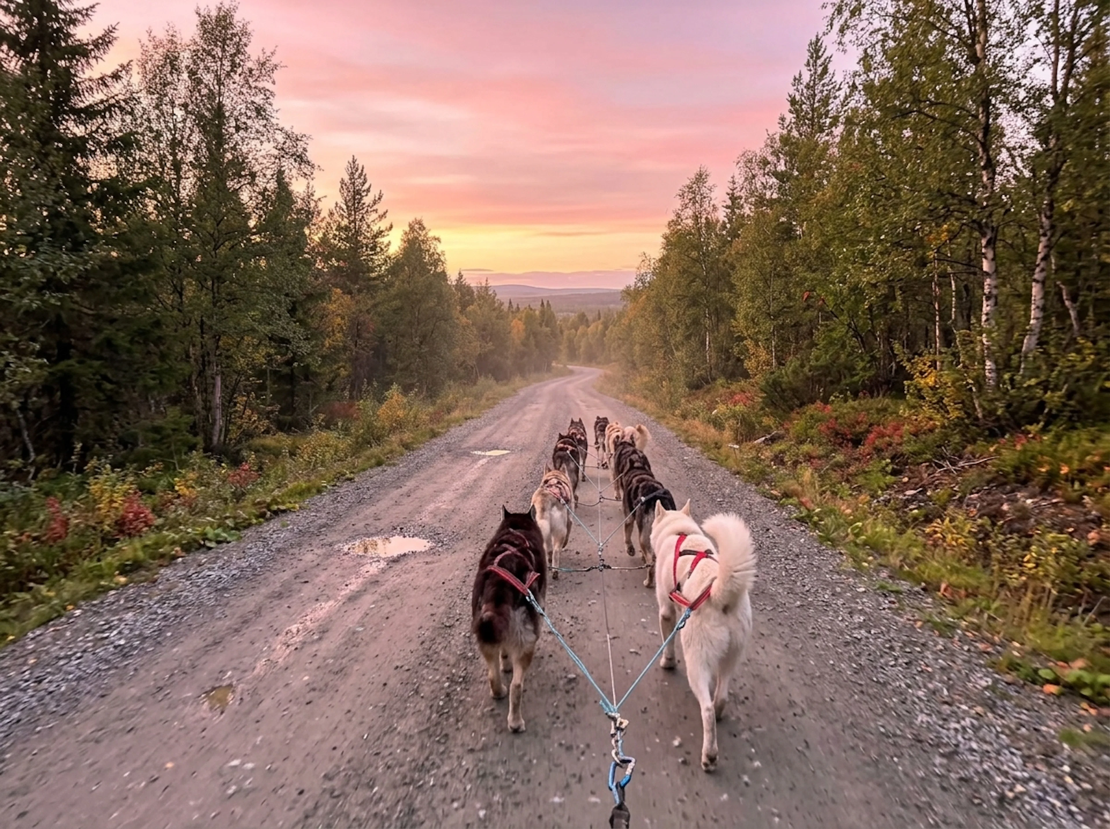 Husky-Wagen-Abenteuer