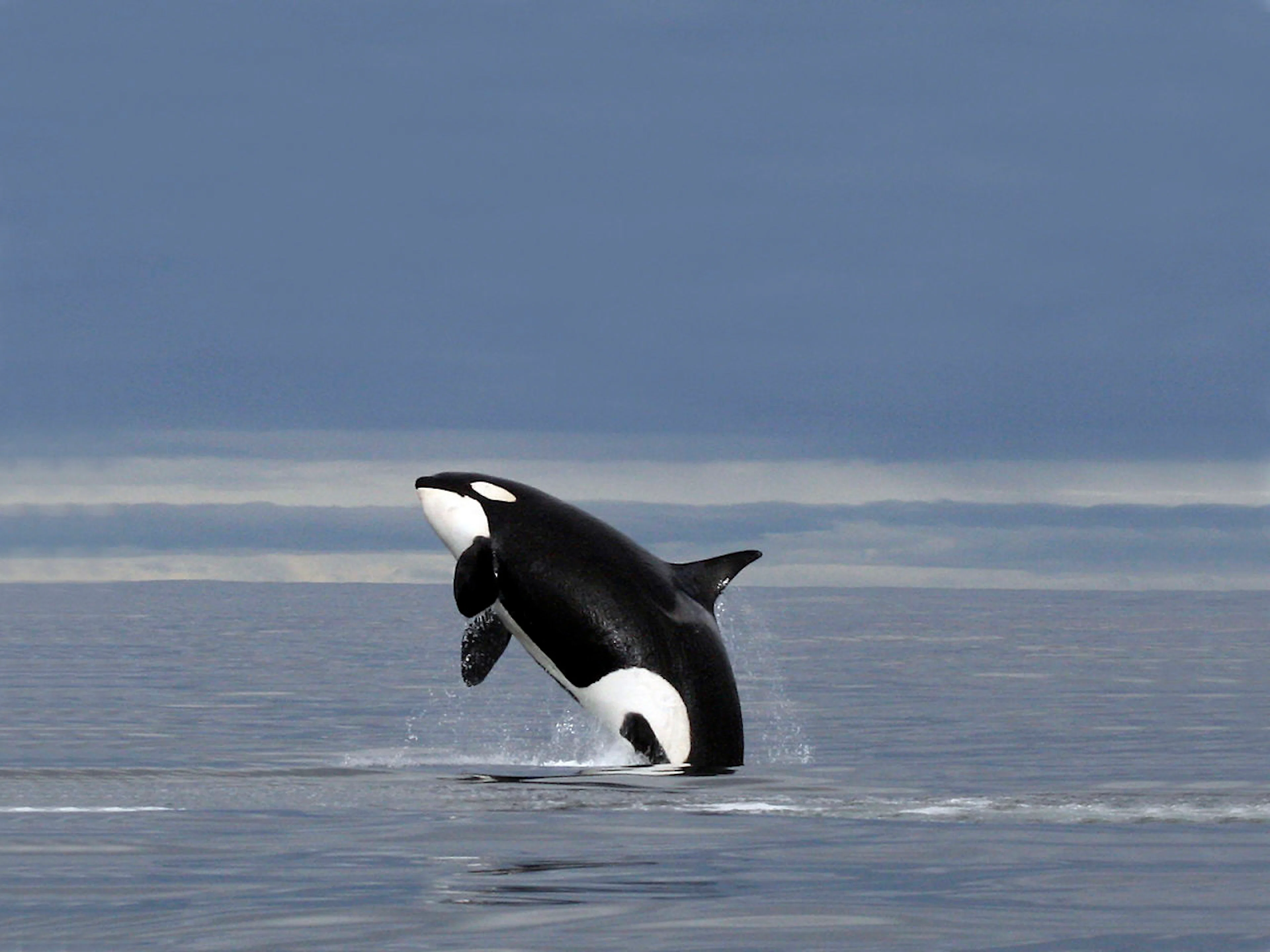 Whale Watching RIB Tour - Selbsttransfer