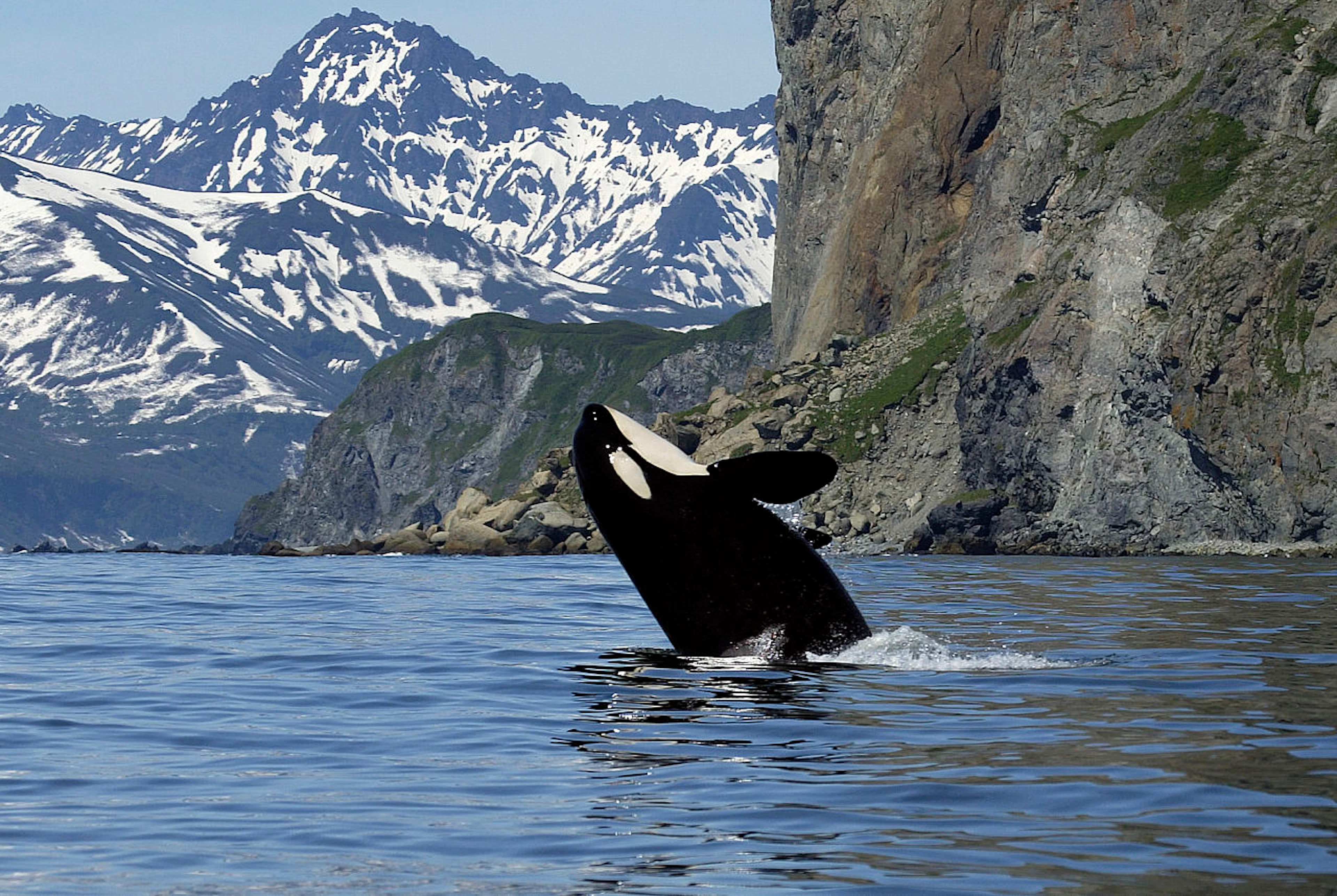 Whale Watching RIB Tour - Selbsttransfer