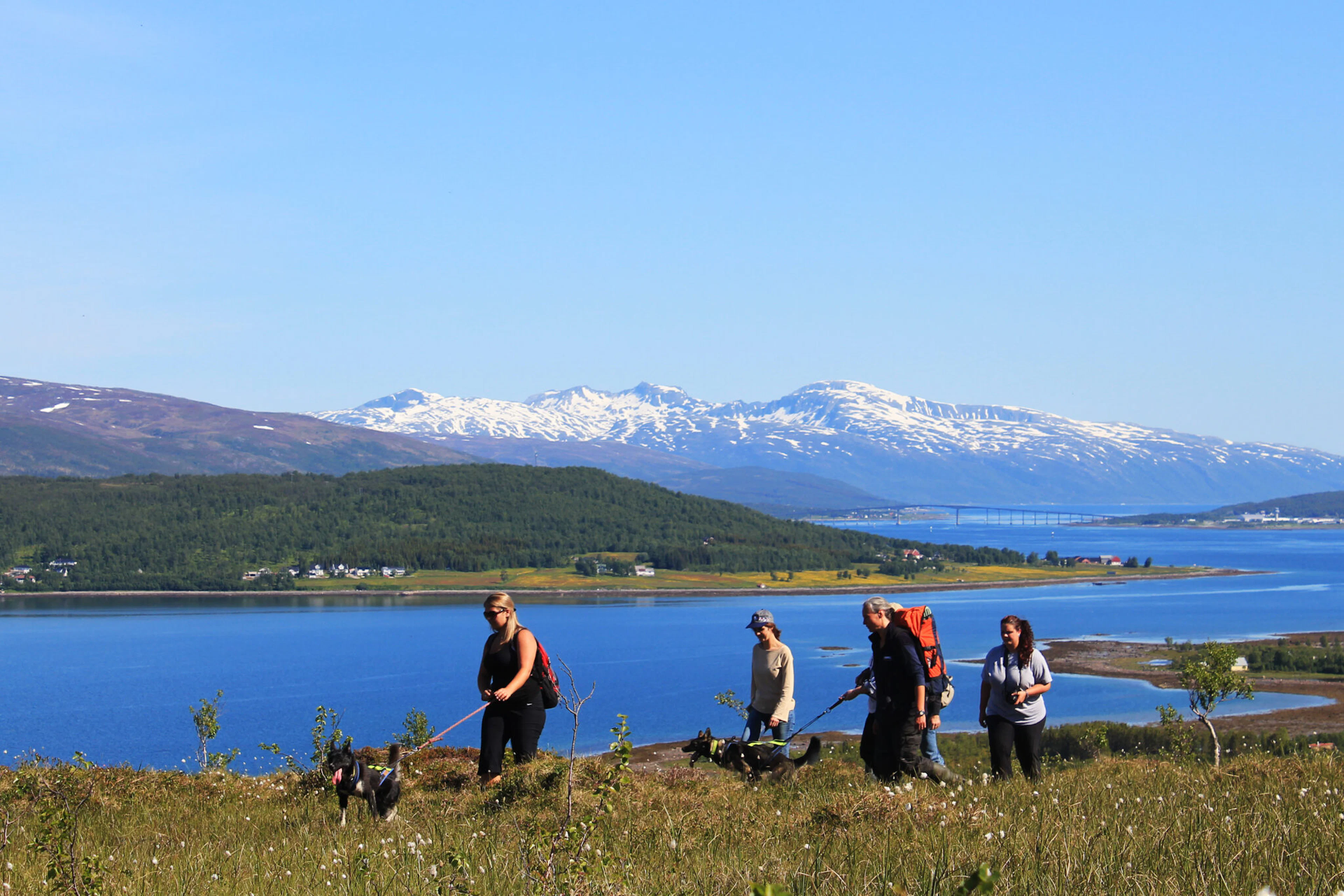 Husky-Wanderung und Welpenbesuch-Paket in Tromso