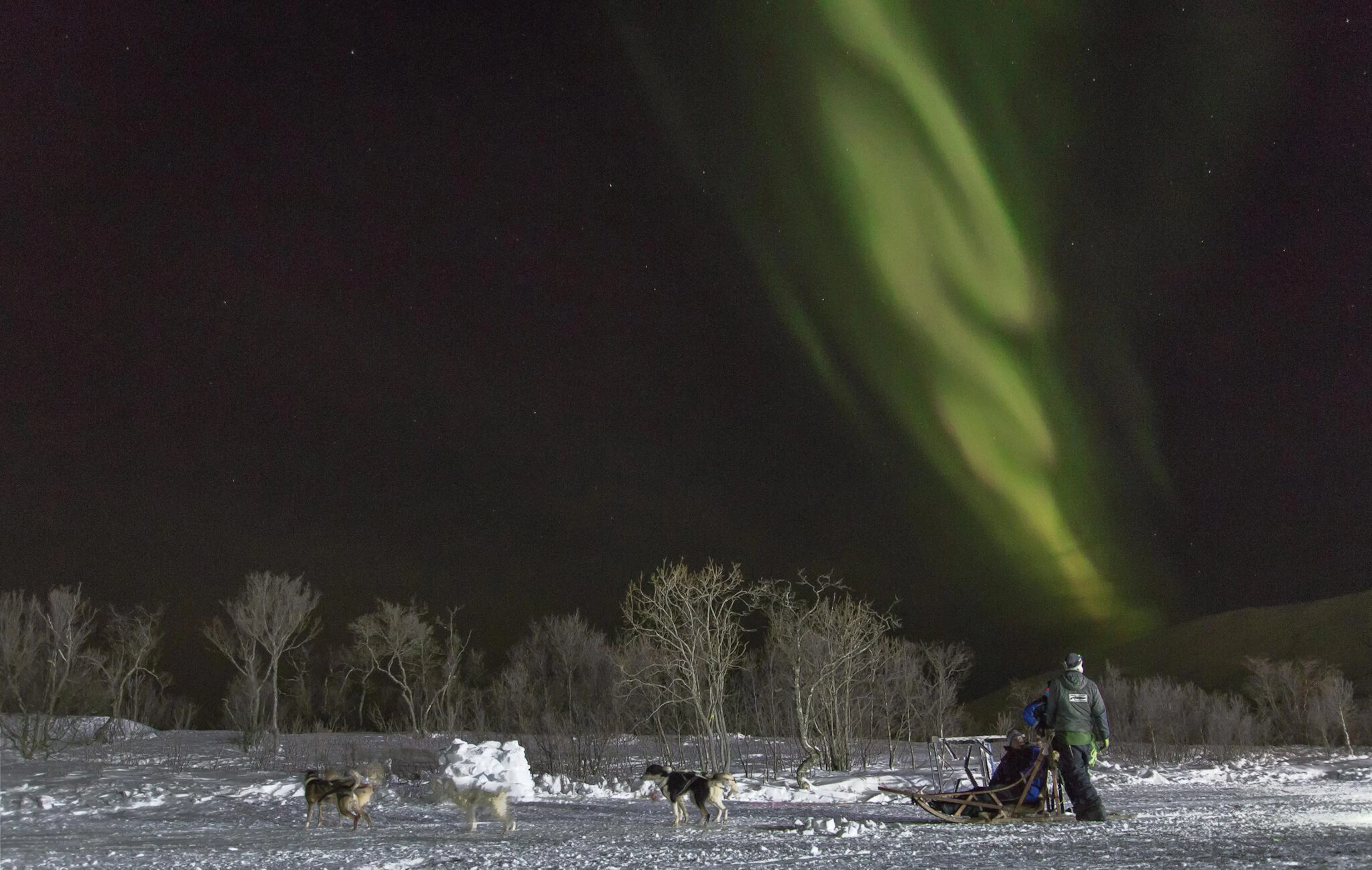 Nachmittags Husky-Schlittenfahrt mit Transport ab Tromso
