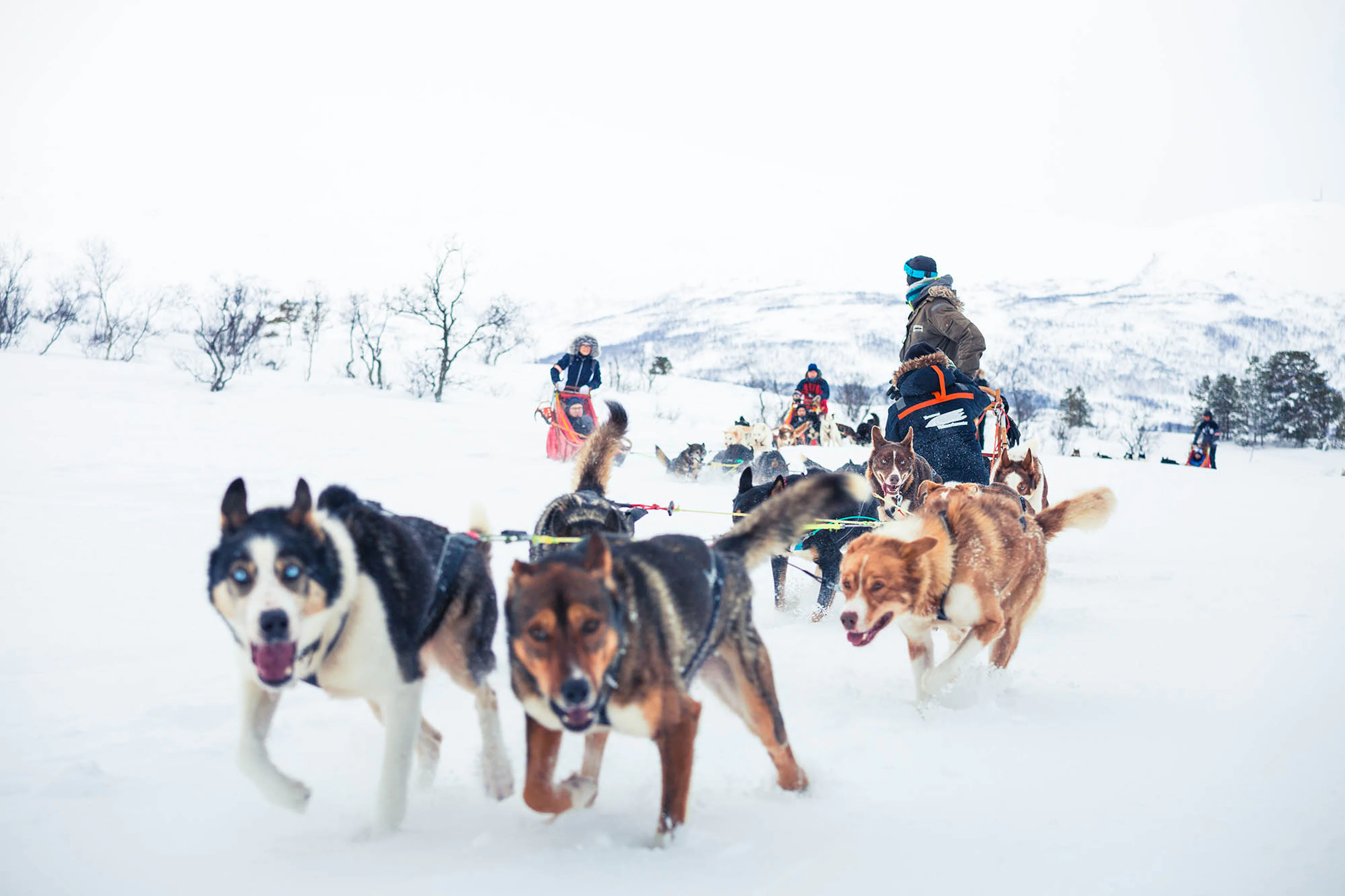 Husky-Schlittenfahrt mit Transfer von Tromso