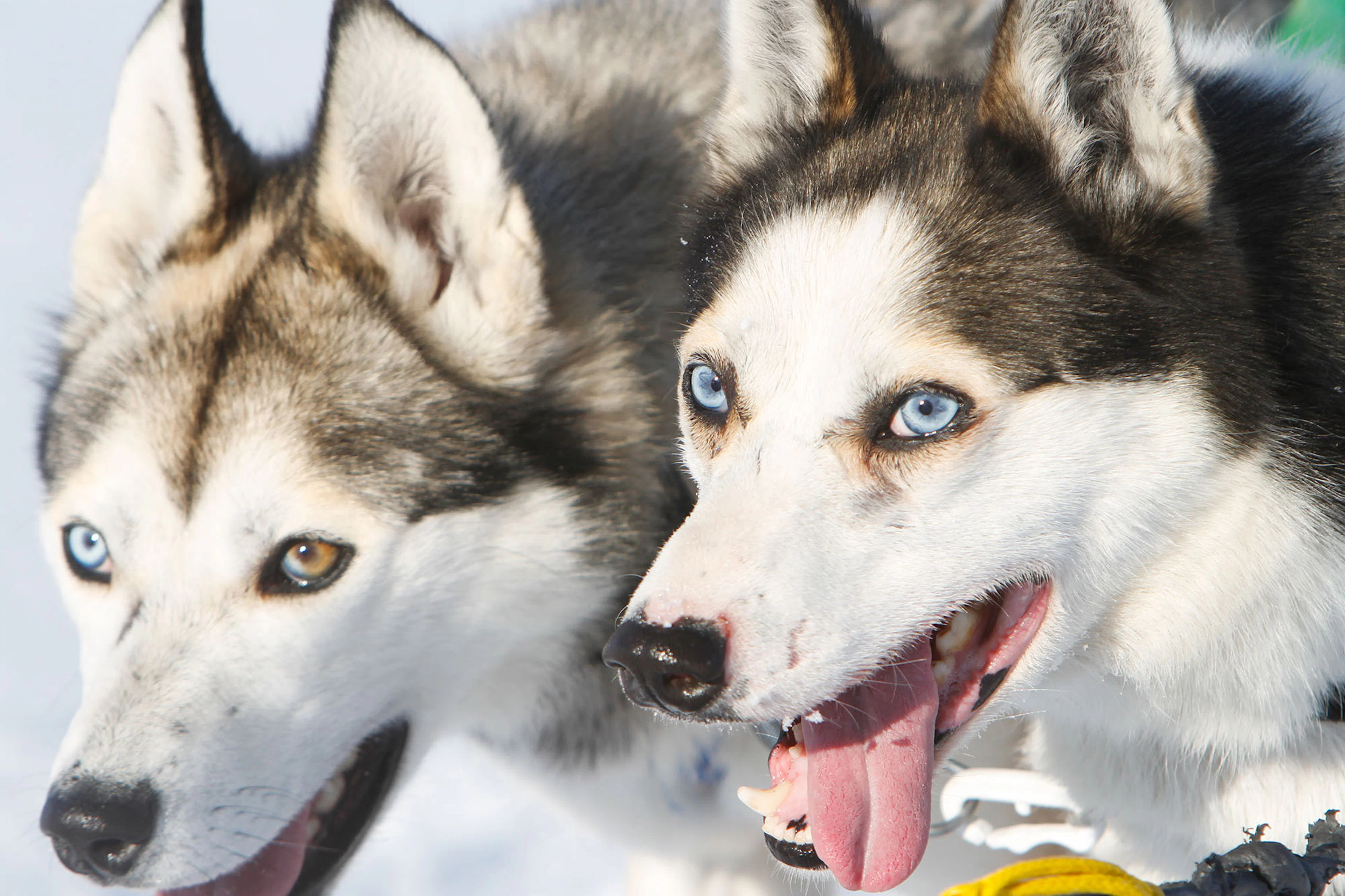 Husky-Schlittenfahrt mit Transfer von Tromso