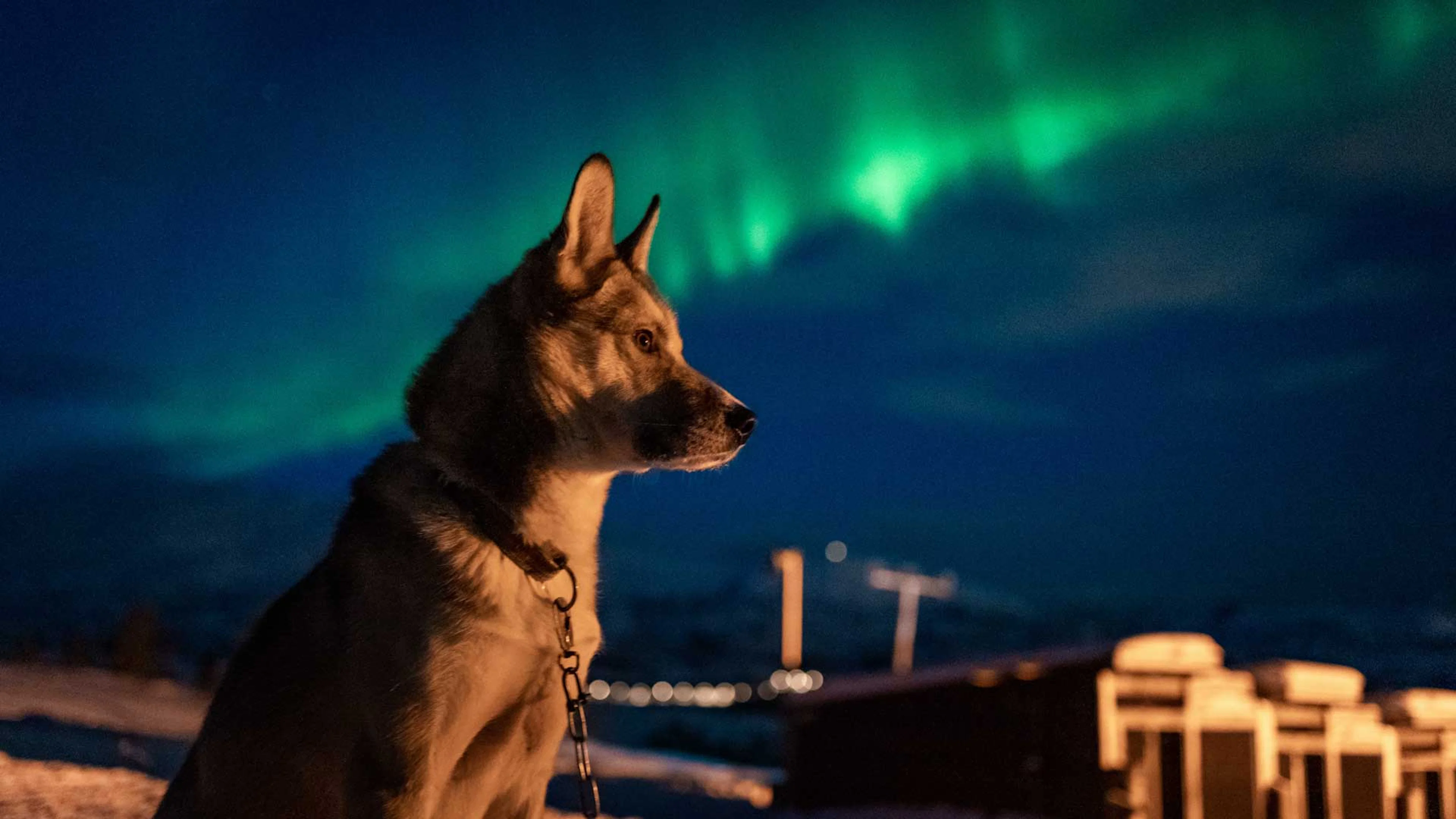 Aurora Husky Besuch in Tromso