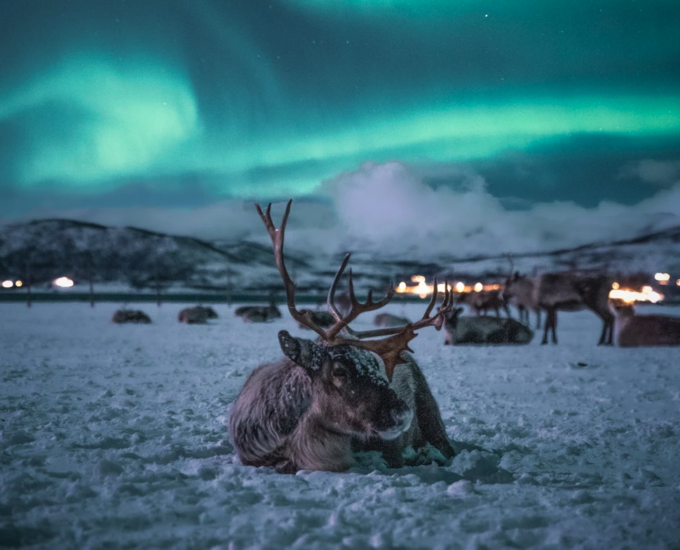 Night Reindeer Sledding with Camp Dinner and Chance of Northern Lights